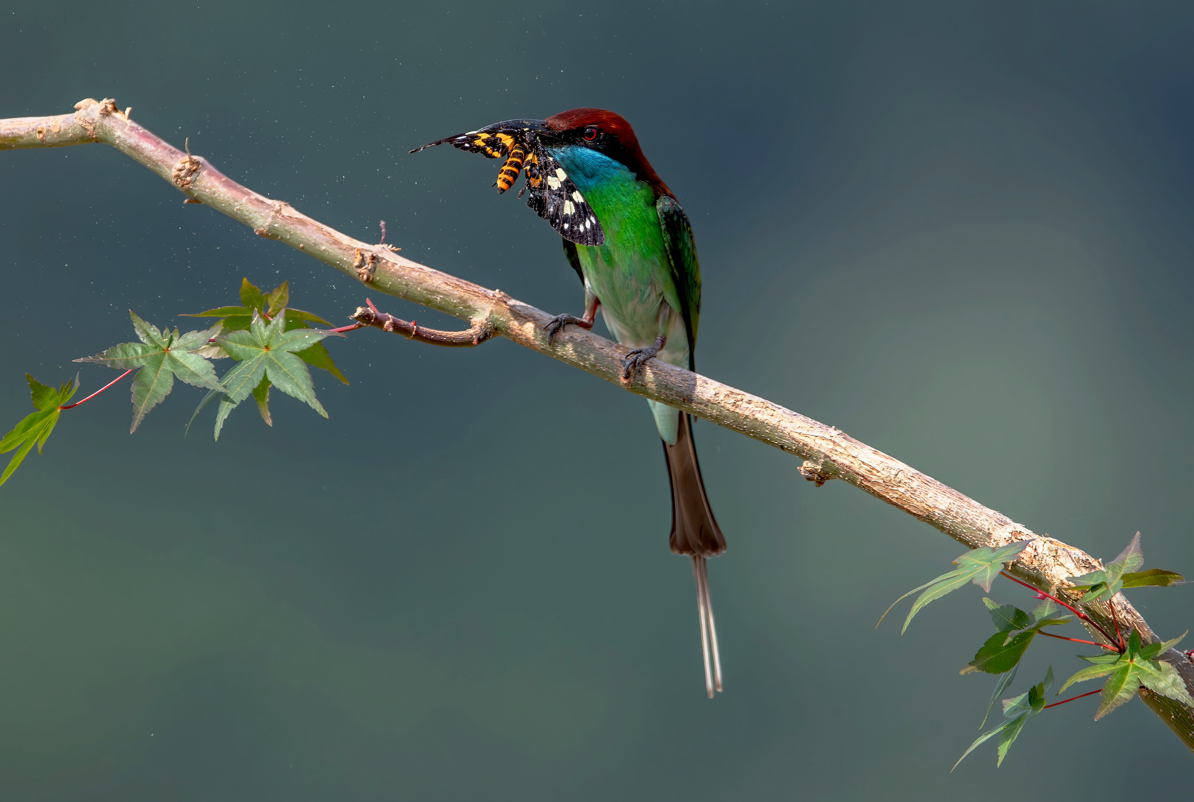 國家二級重點保護野生鳥類藍喉蜂虎在福建南平市夏道鎮閩江岸邊捕食到蝴蝶（5月10日攝）。