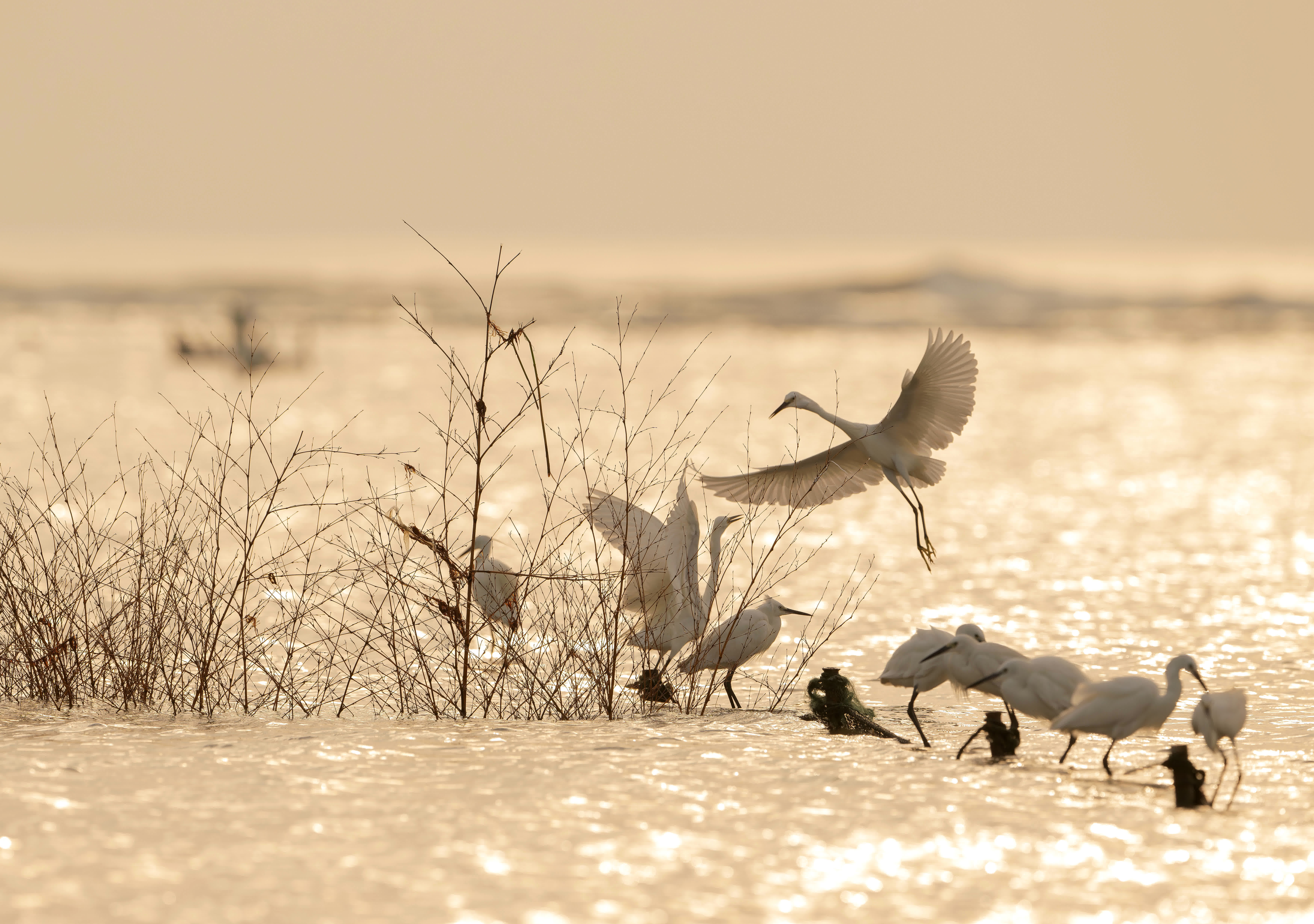 一群鷺鳥在福州長樂閩江河口濕地停歇覓食（2023年12月2日攝）。