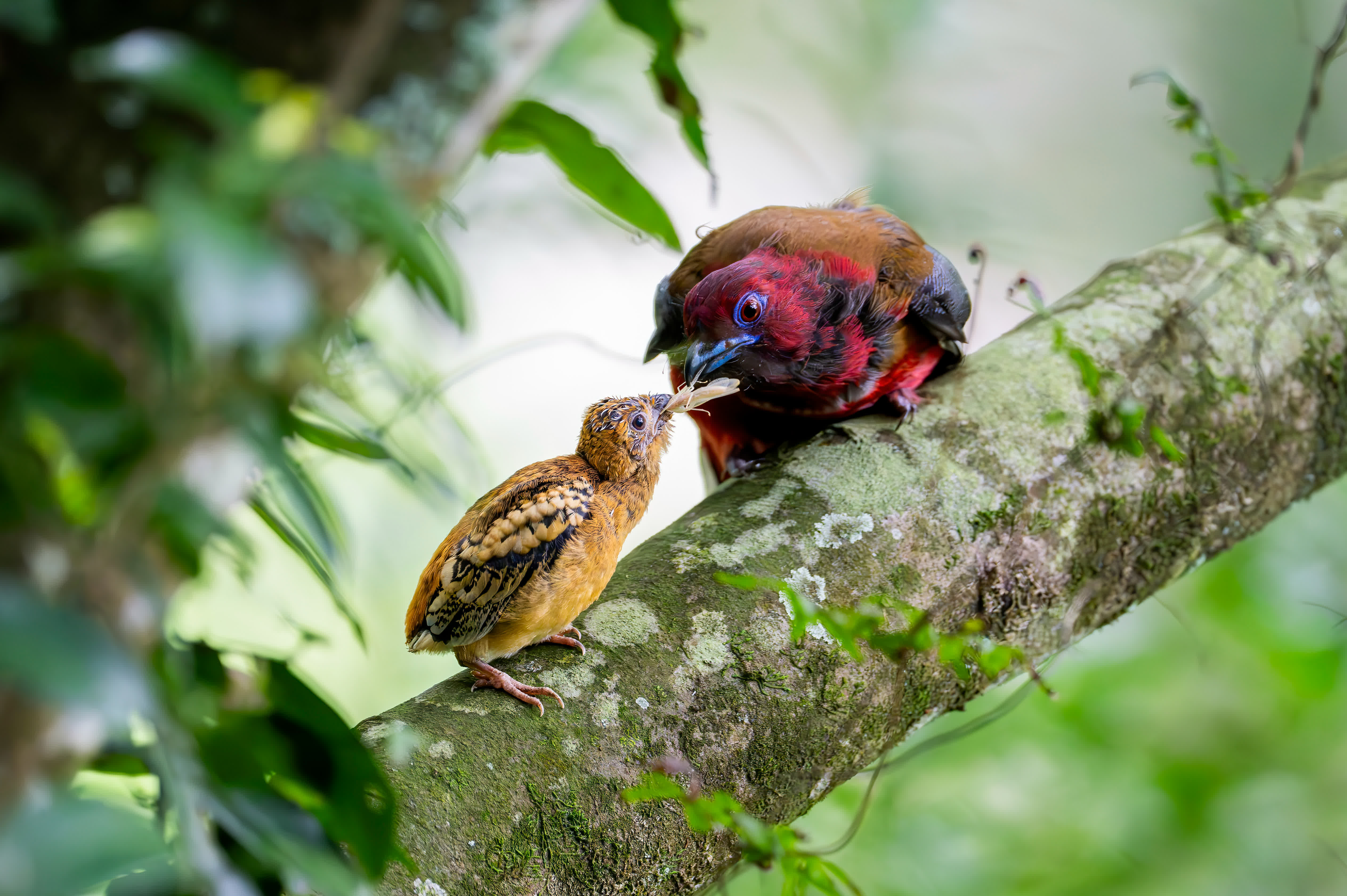在福州國家森林公園，國家二級重點保護野生鳥類紅頭咬鵑（右）在給剛出窩的小鳥餵食（5月3日攝）。