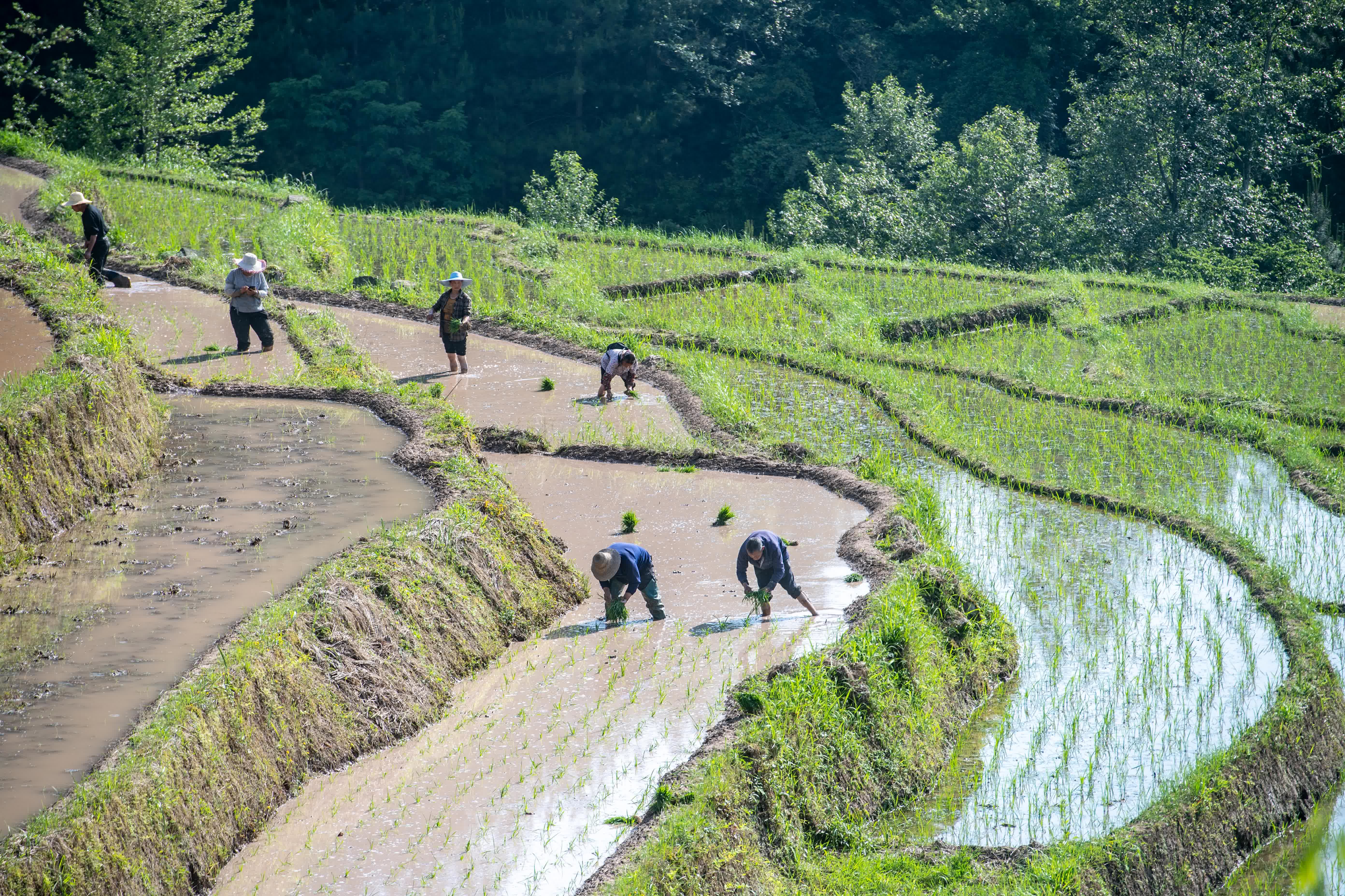 5月23日，在重慶市石柱土家族自治縣萬安街道寶坪村，農戶在田間勞作。新華社