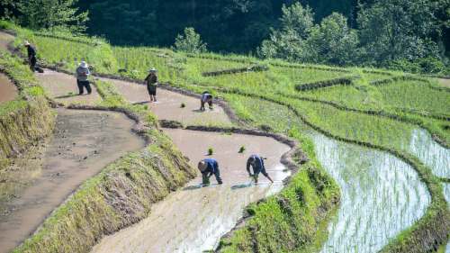 重慶：高山水稻種植忙