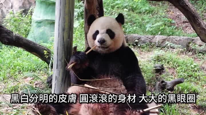 （有片）速來！大灣區看熊貓指南已奉上