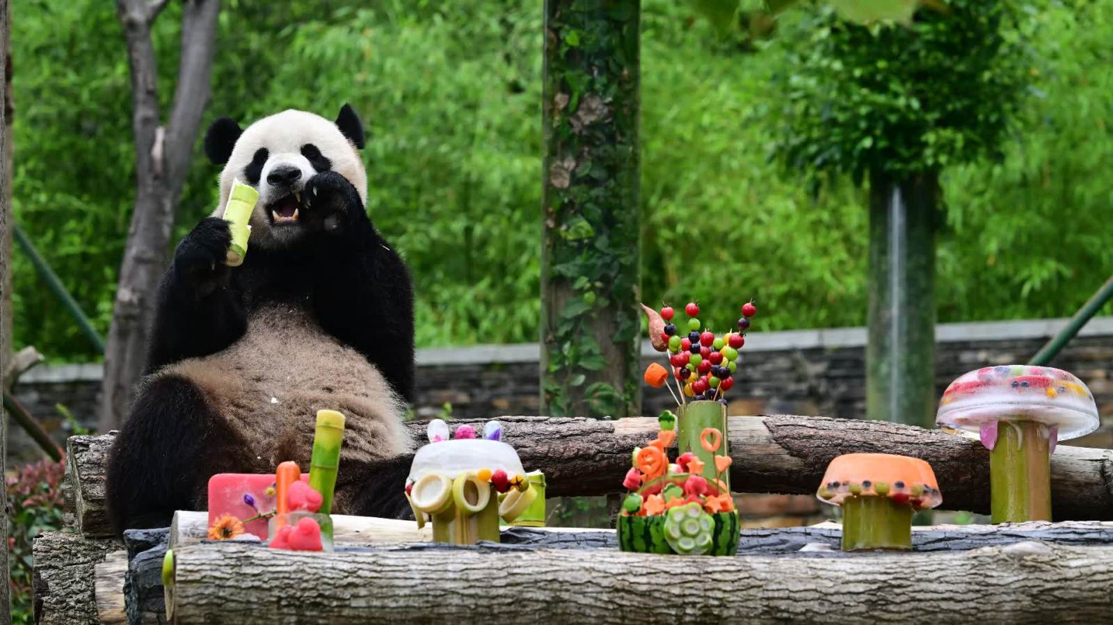 滿屏大熊貓！多圖圍觀熊貓中心大熊貓過生日