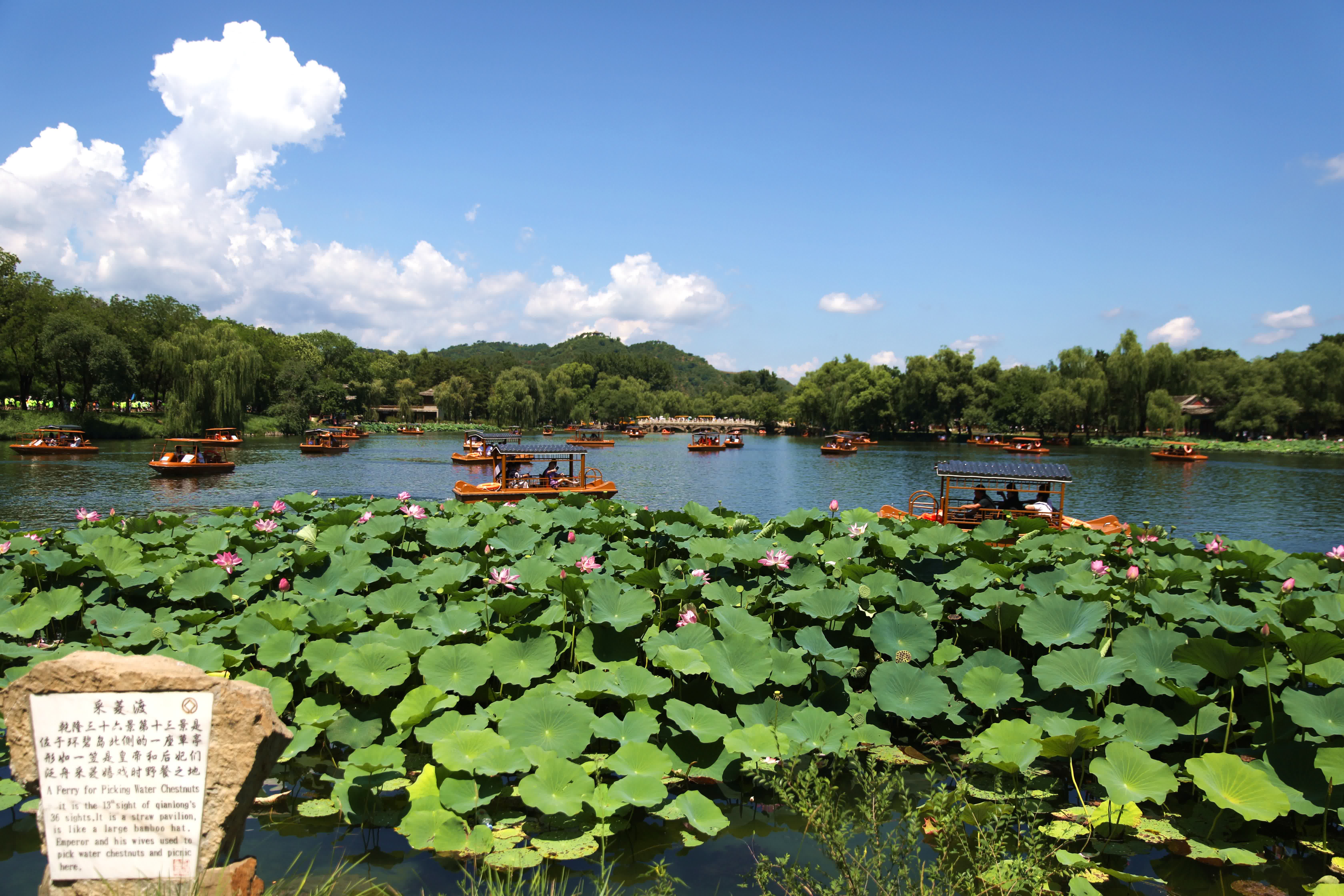 8月5日，遊客在河北承德避暑山莊乘船賞荷。（新華社）