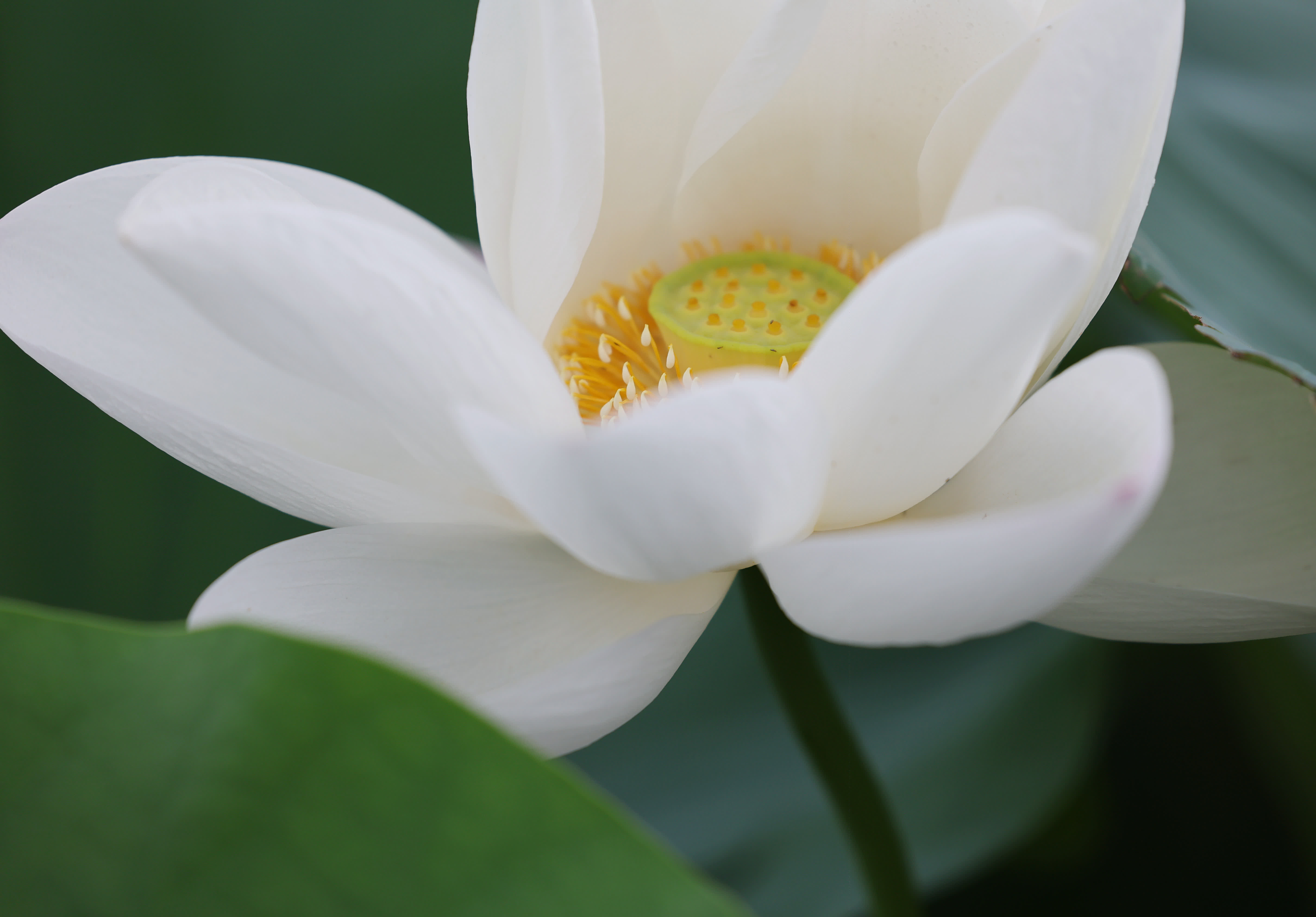 8月5日在山東省臨沂市沂南縣蘇村鎮東南村荷塘內拍攝的荷花。（新華社）