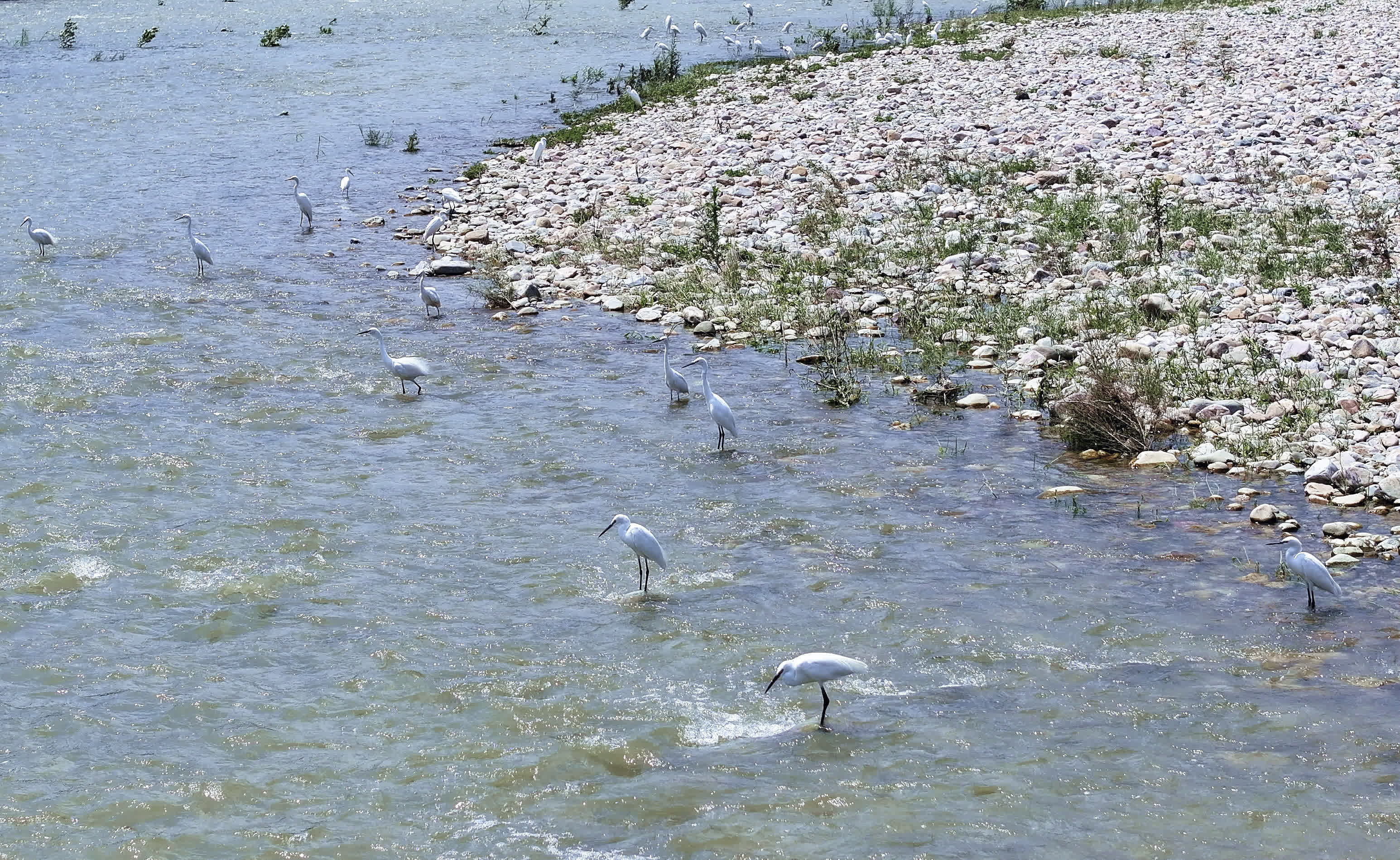 白鷺在天津市薊州區羅莊子鎮的泃河河灘休憩覓食（8月6日攝）。（新華社）