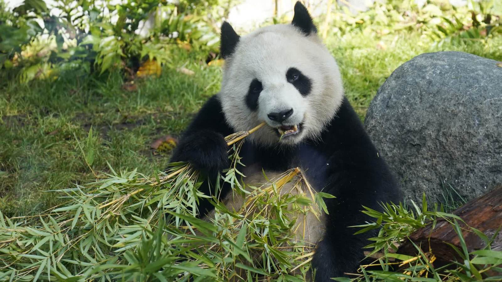 大熊貓「雲川」和「鑫寶」在美國聖迭戈動物園與遊客見面