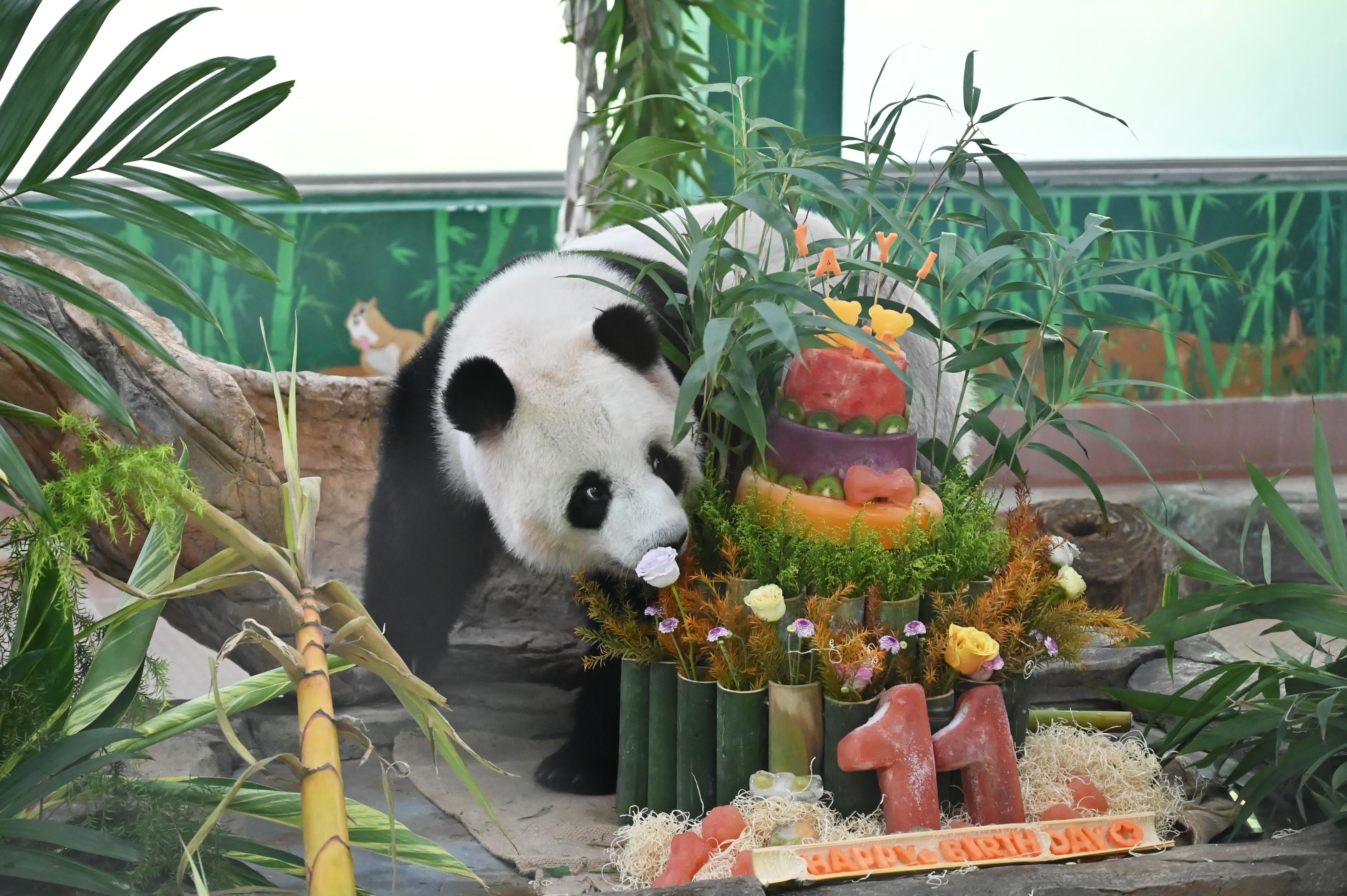 大熊貓「雅一」準備享用生日餐。（中新社）