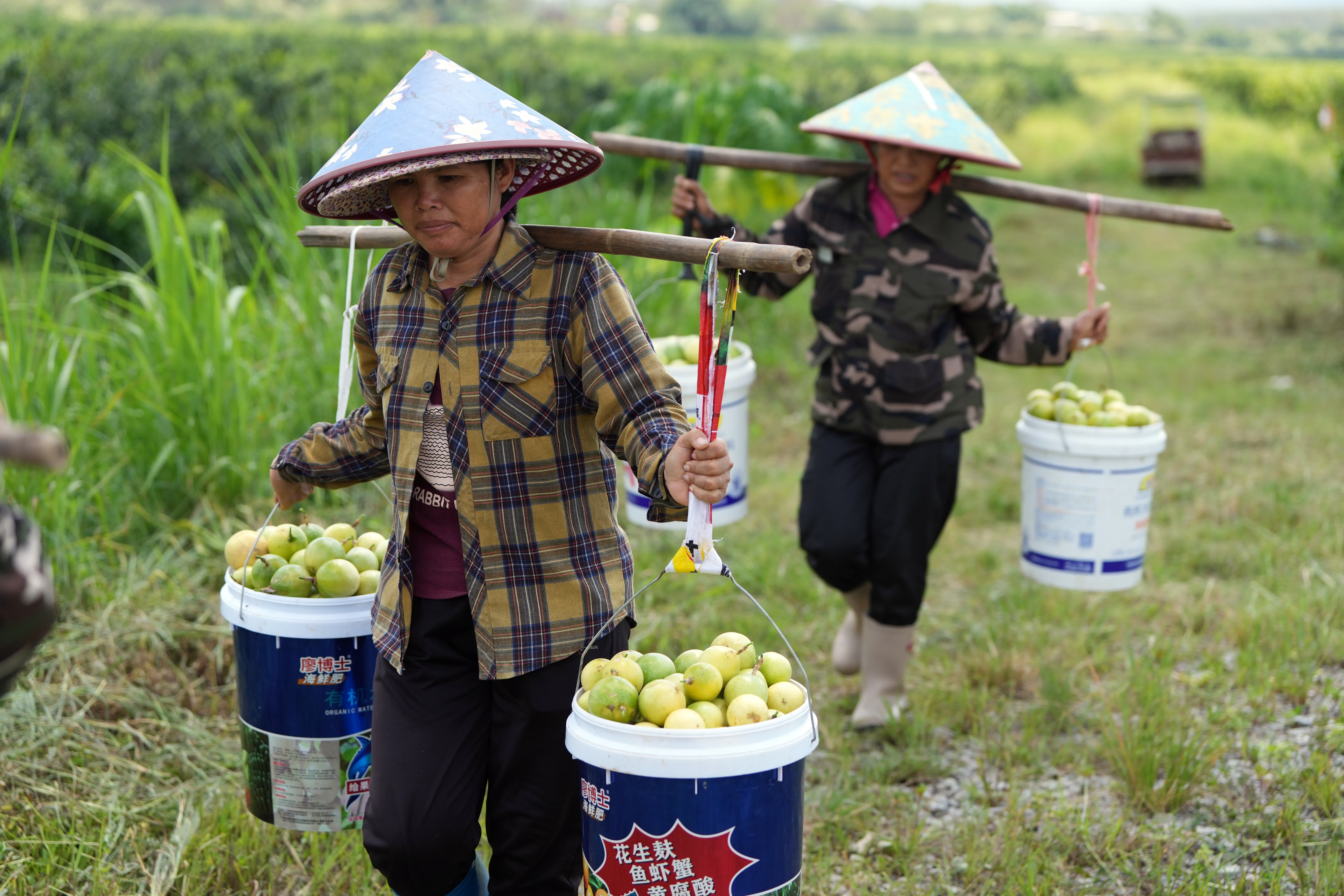 8月27日，農戶在九佰垌現代特色農業核心示範區採摘收穫百香果。（中新社）