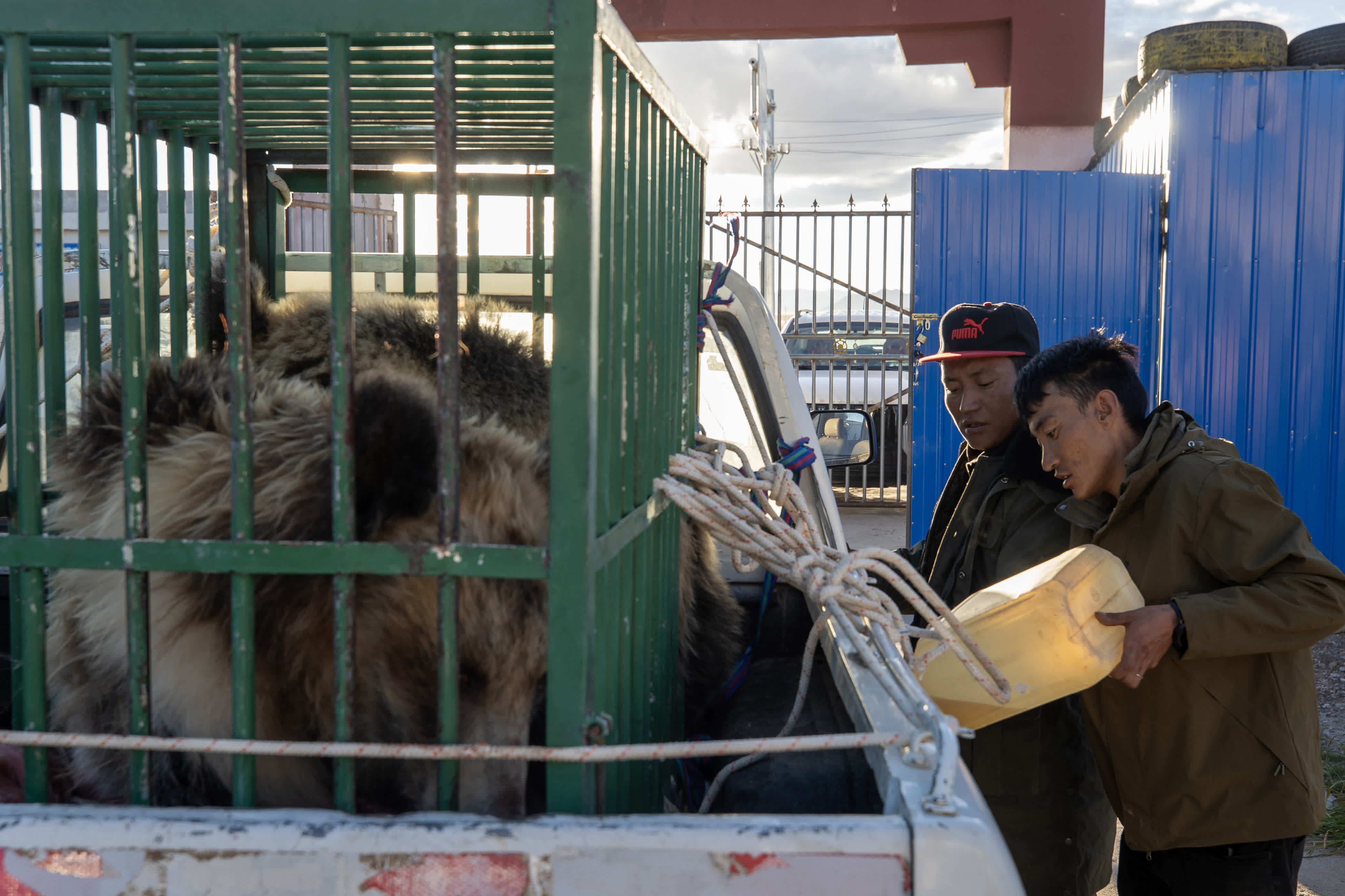 野保隊員在西藏那曲市尼瑪縣羅布玉傑野生動物管護站為放歸棕熊做準備(8月30日攝)。 野保隊員在西藏那曲市尼瑪縣羅布玉傑野生動物管護站為放歸棕熊做準備(8月30日攝)。
