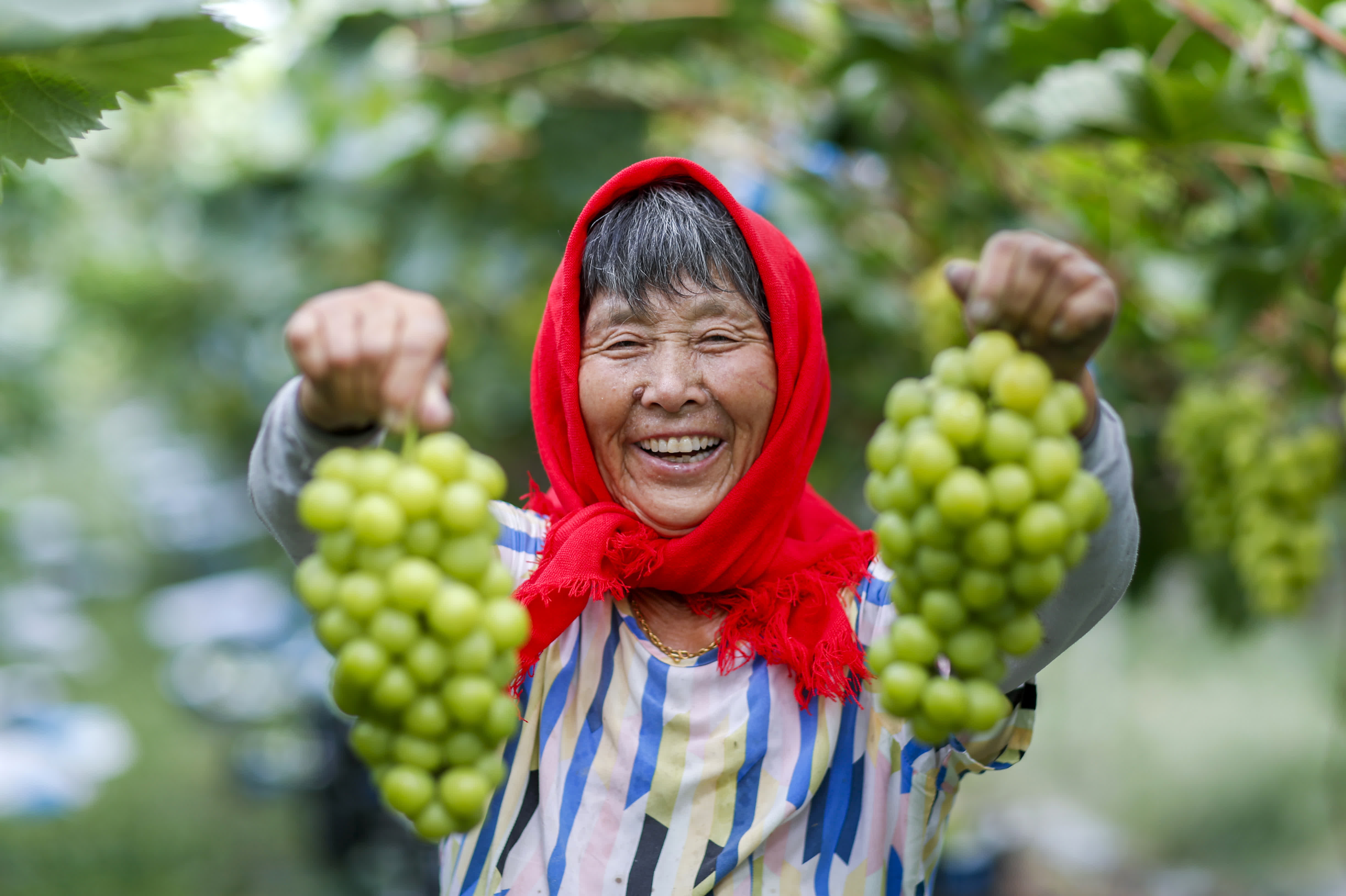 9月7日，在江蘇省興化市林湖鄉西丁村益果園葡萄種植基地，農戶展示剛採摘的葡萄。（新華社）