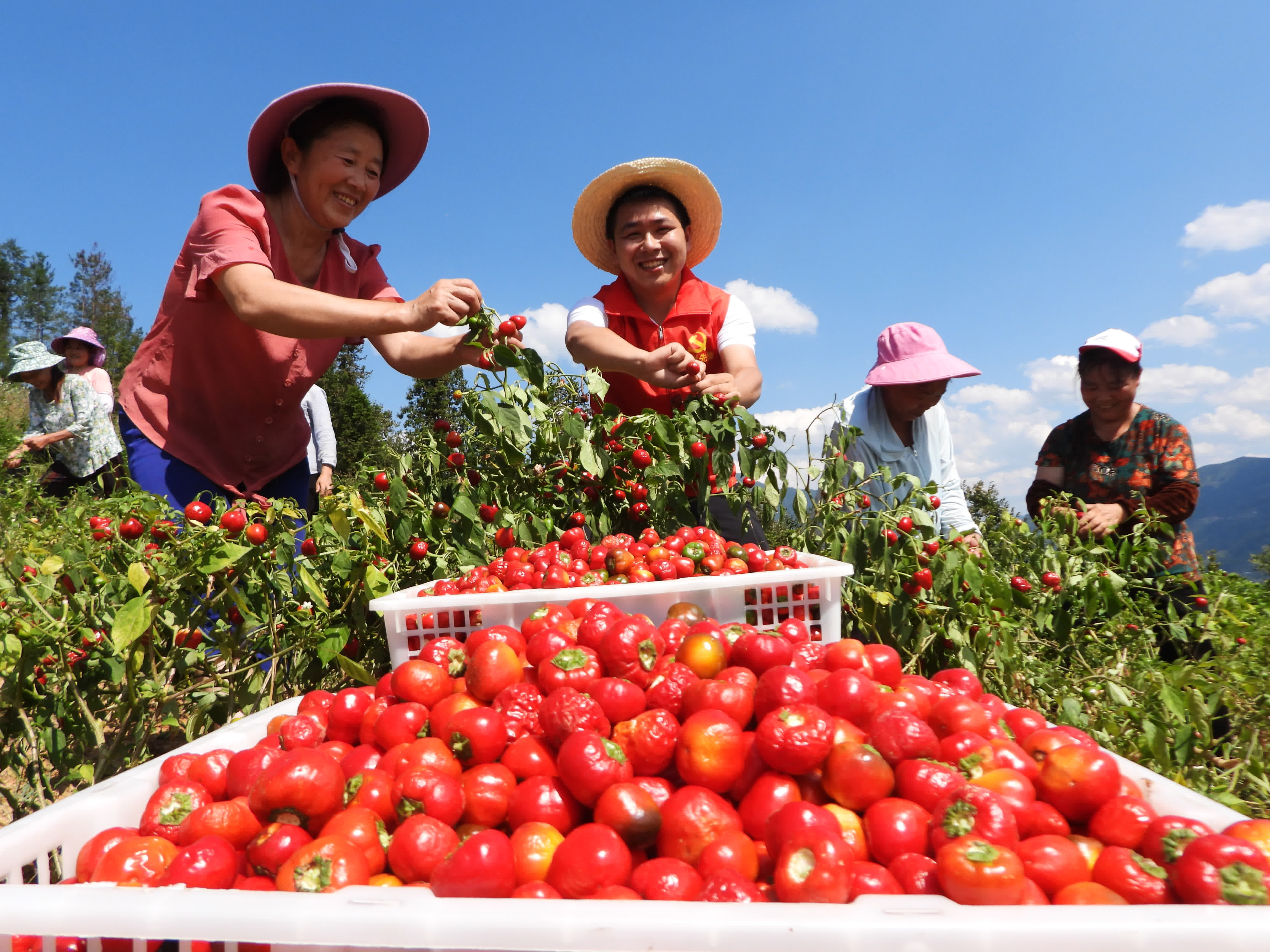  9月7日，在四川省達州市萬源市大竹鎮土埡子村，駐村工作隊員和村民加緊採摘珠子椒。（新華社）