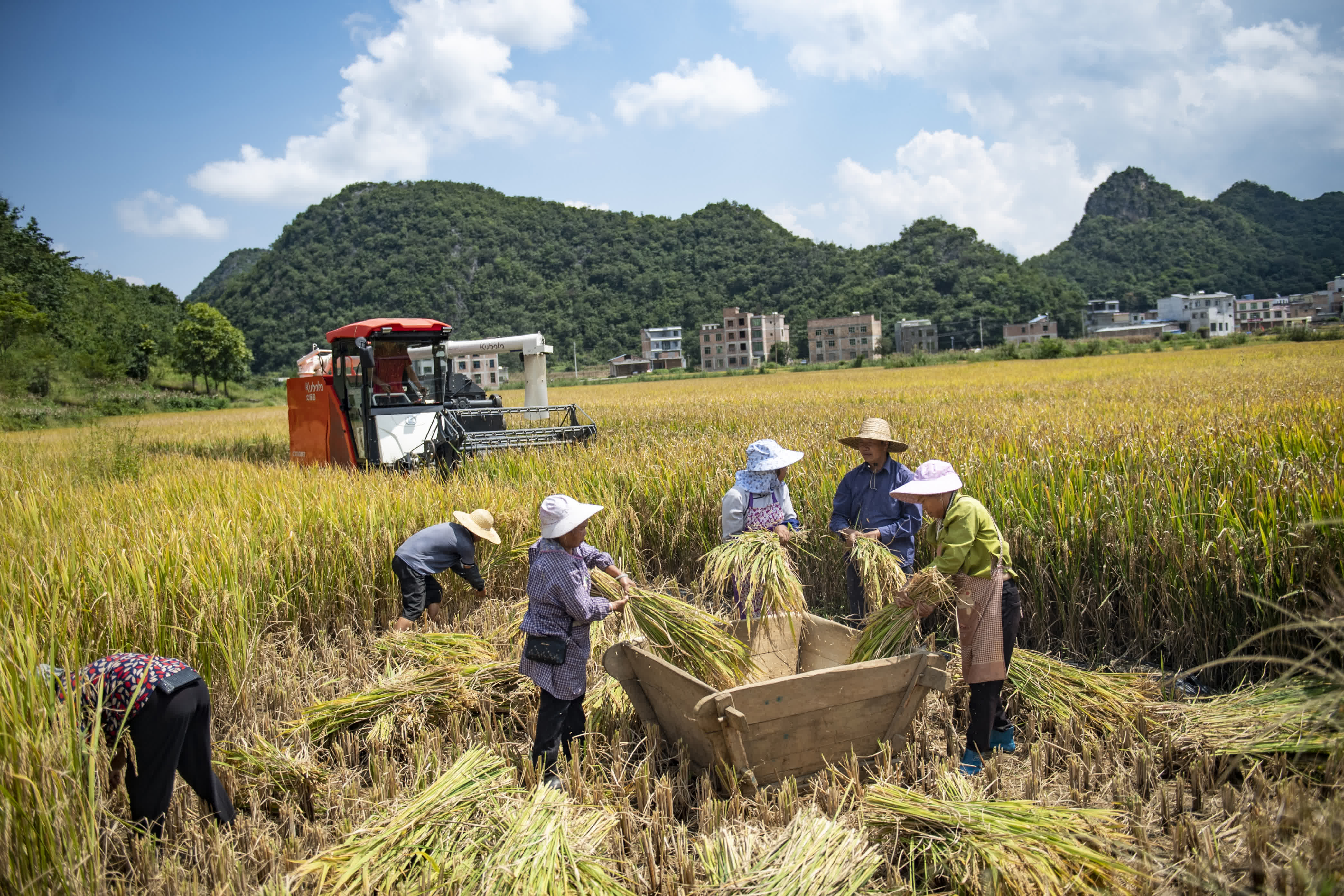 9月7日，在雲南省文山壯族苗族自治州廣南縣八寶鎮坡現村，村民在收割稻穀。（新華社）