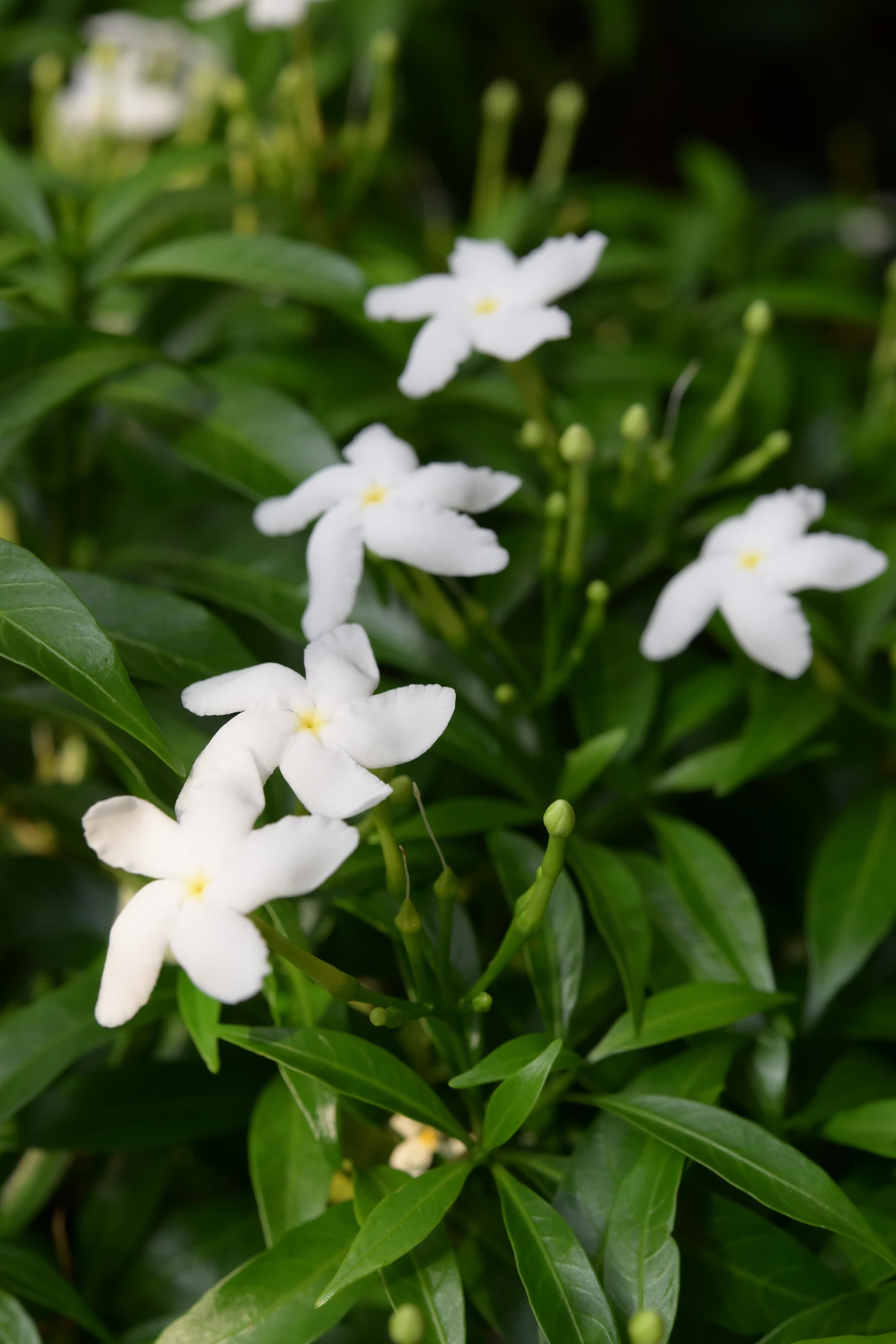 展覽內(nèi)展出的狗牙花（又名馬茶花）。（政府新聞處）