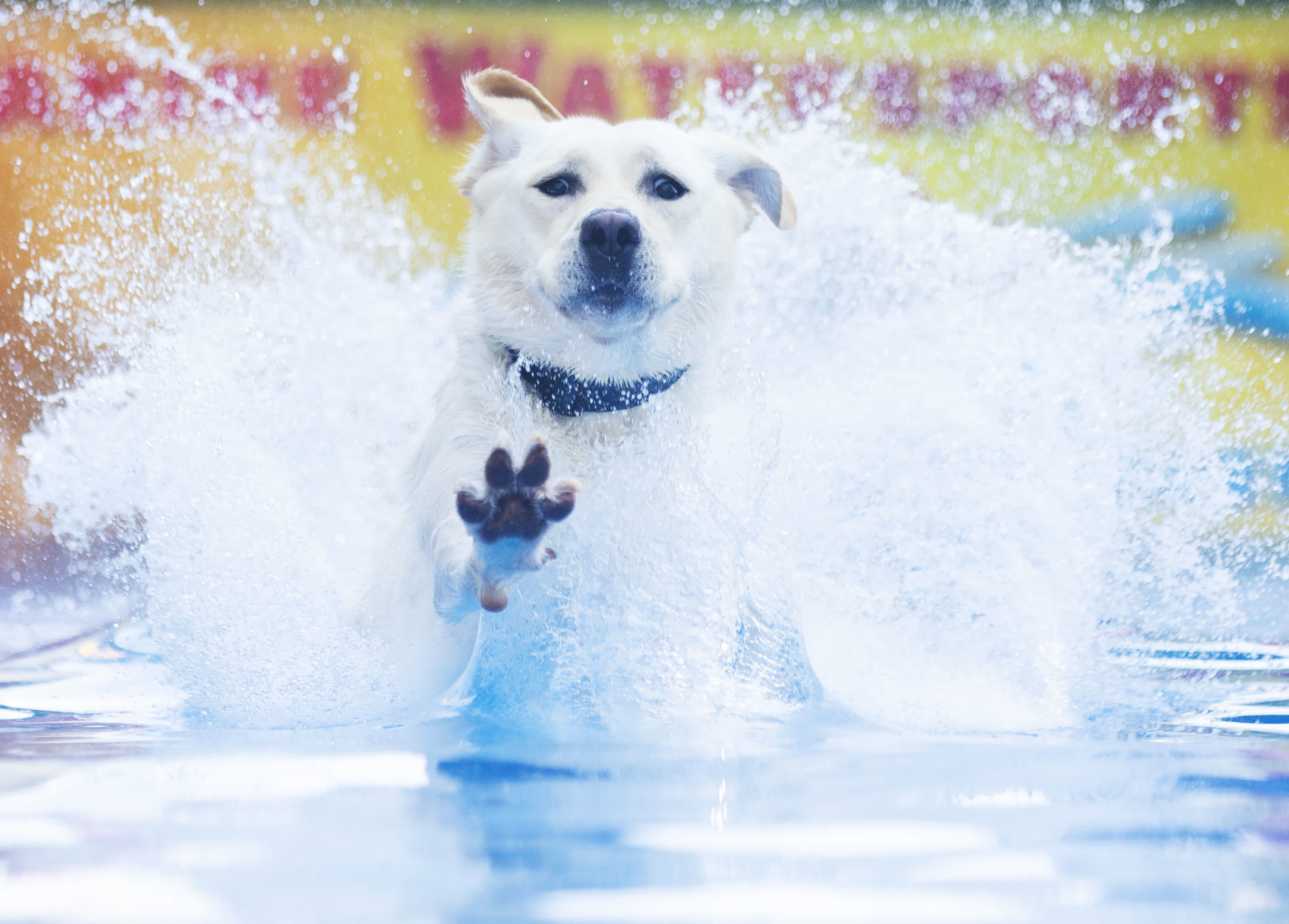 9月15日，在加拿大多倫多，一隻寵物犬躍入水池。（新華社）