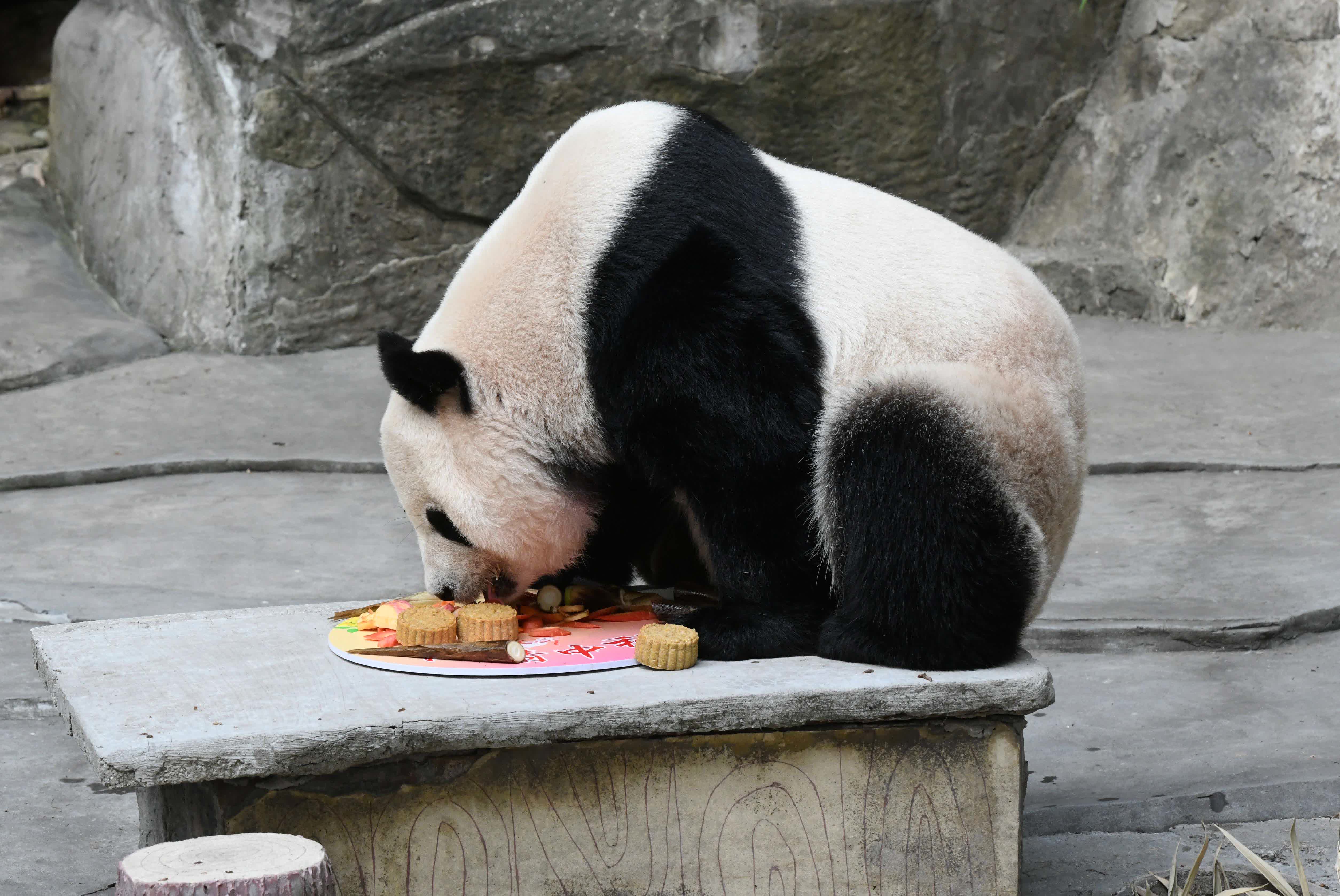 圖為9月17日，重慶動物園，大熊貓「蘭香」在享用特製月餅慶中秋。 （中新社）