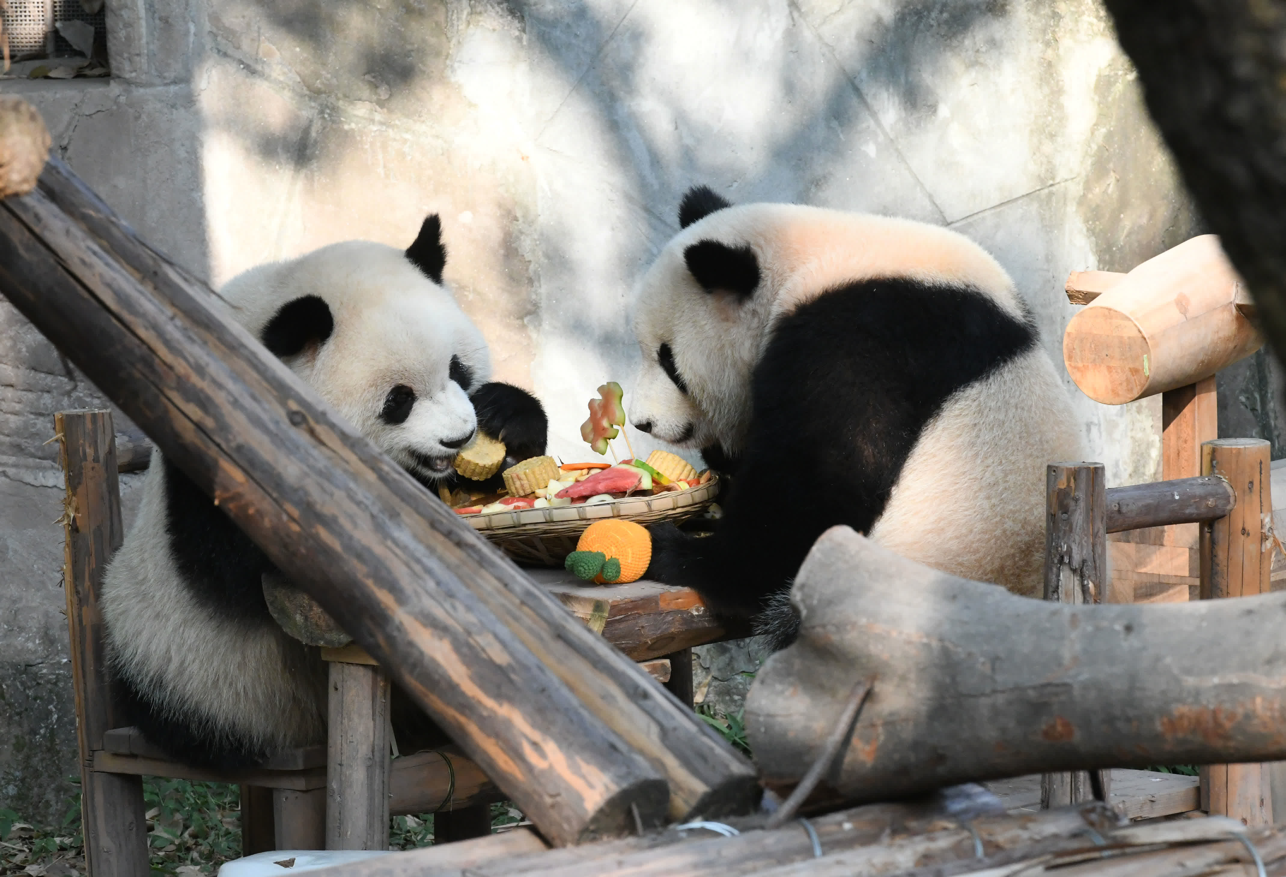 圖為9月17日，重慶動物園，大熊貓「渝可」（右）「渝愛」（左）在享用特製月餅慶中秋。 （中新社）