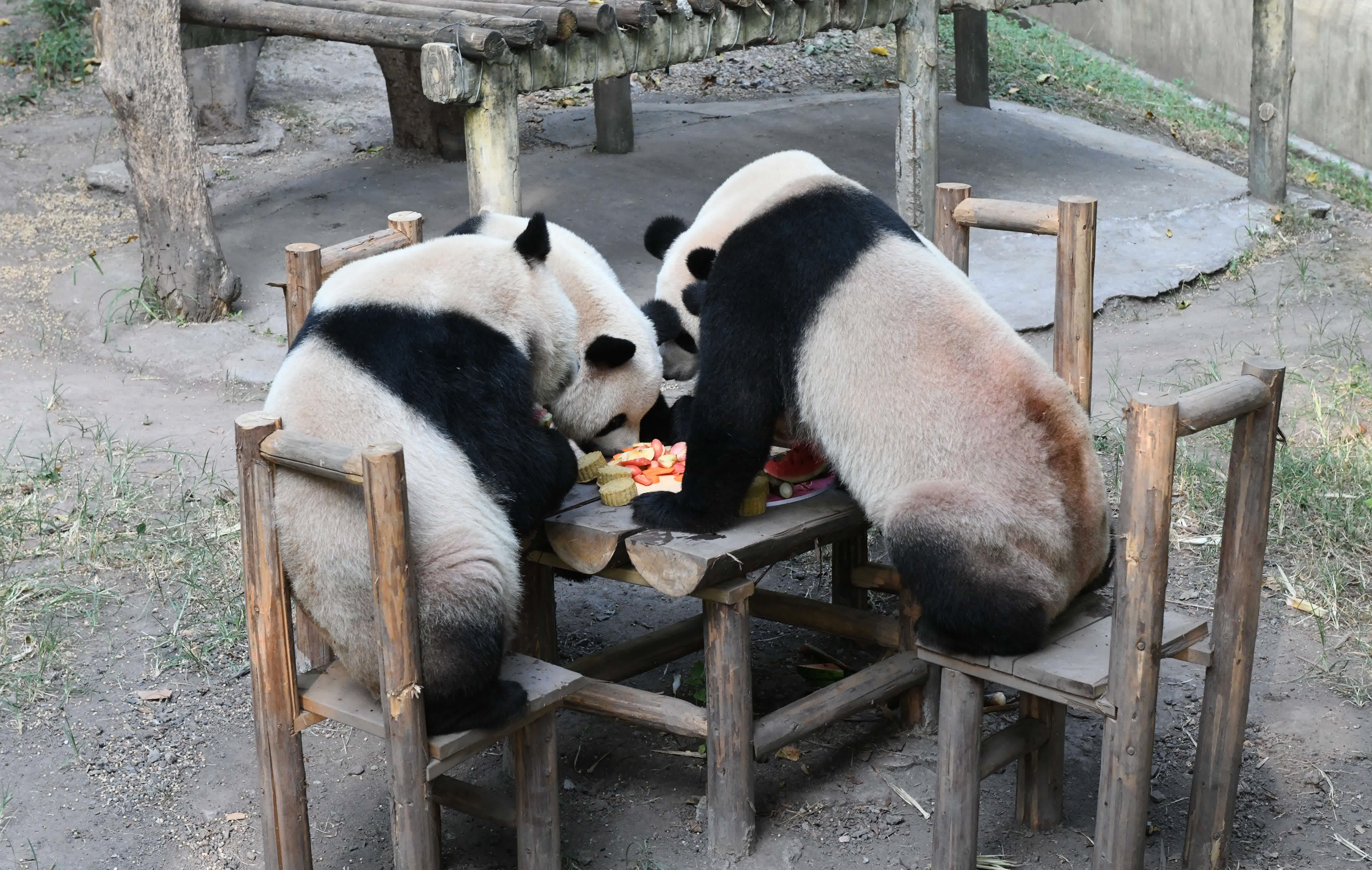 圖為9月17日，重慶動物園，大熊貓「雙雙」「重重」「喜喜」「慶慶」在享用特製月餅慶中秋。 （中新社）