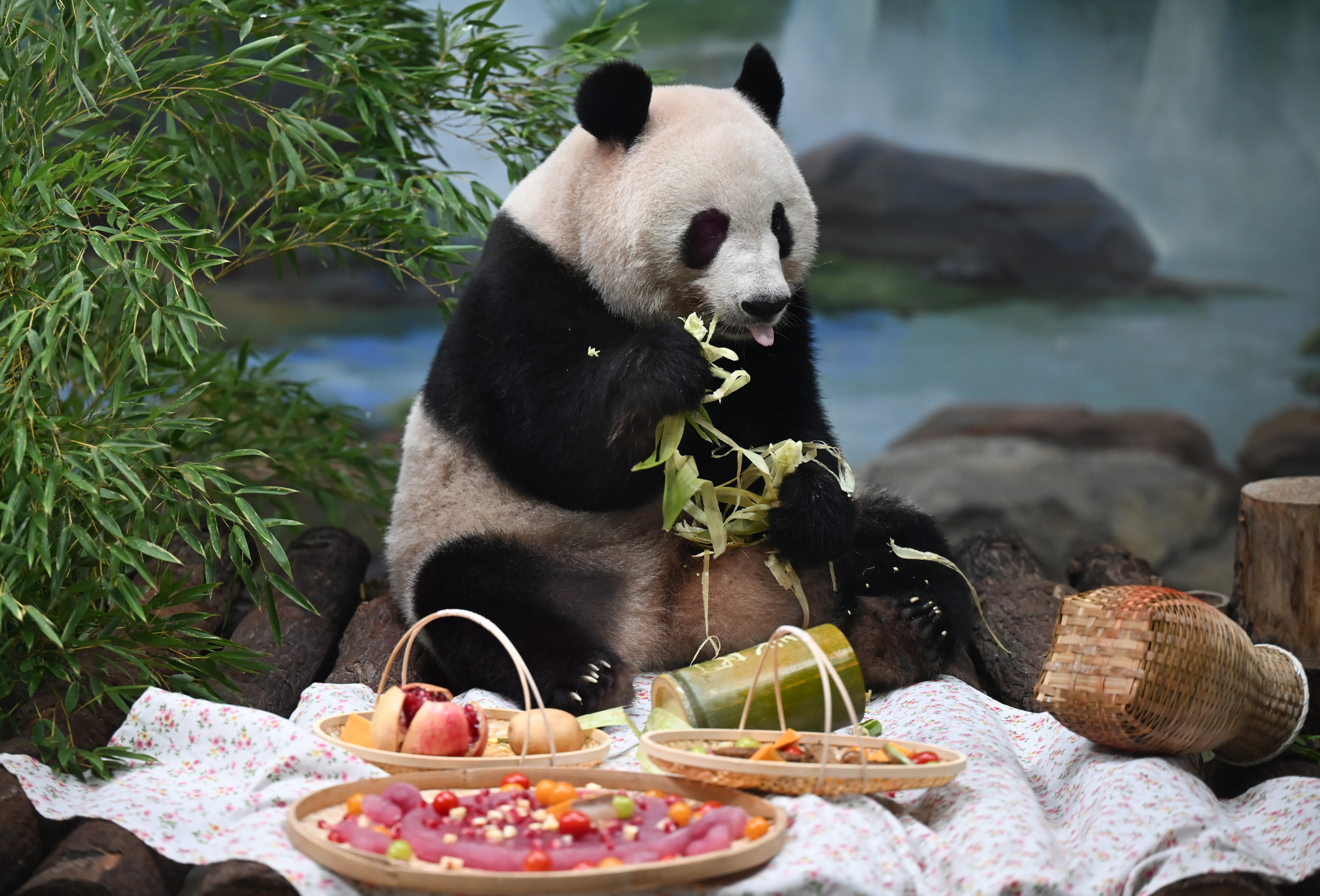 圖為9月17日，浙江杭州動物園，大熊貓在享用用玉米、石榴、竹葉等食材準(zhǔn)備的豐盛的「中秋大餐」。（中新社）