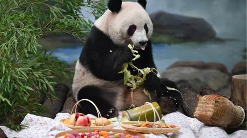 過中秋！美食當前大熊貓也燃起了幹飯魂