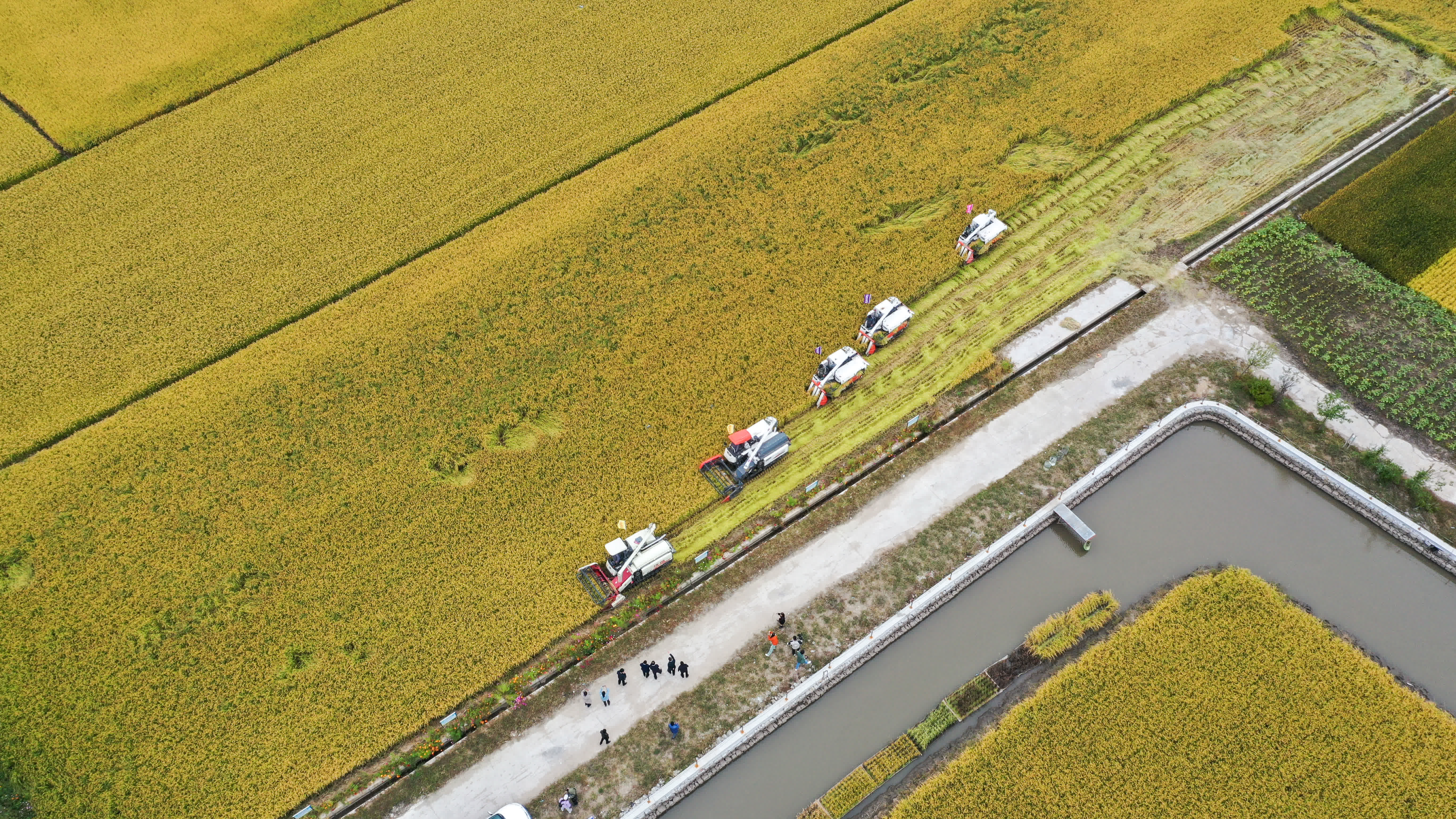  9月20日，在位於吉林省永吉縣一拉溪鎮(zhèn)的九月豐家庭農(nóng)場金秋開鐮儀式現(xiàn)場，農(nóng)民駕駛農(nóng)機(jī)進(jìn)行水稻機(jī)械化收割展示（無人機(jī)照片）。（新華社）