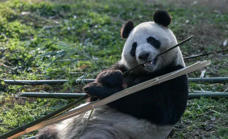 旅芬大熊貓「華豹」「金寶寶」將於今年年內提前接返回國