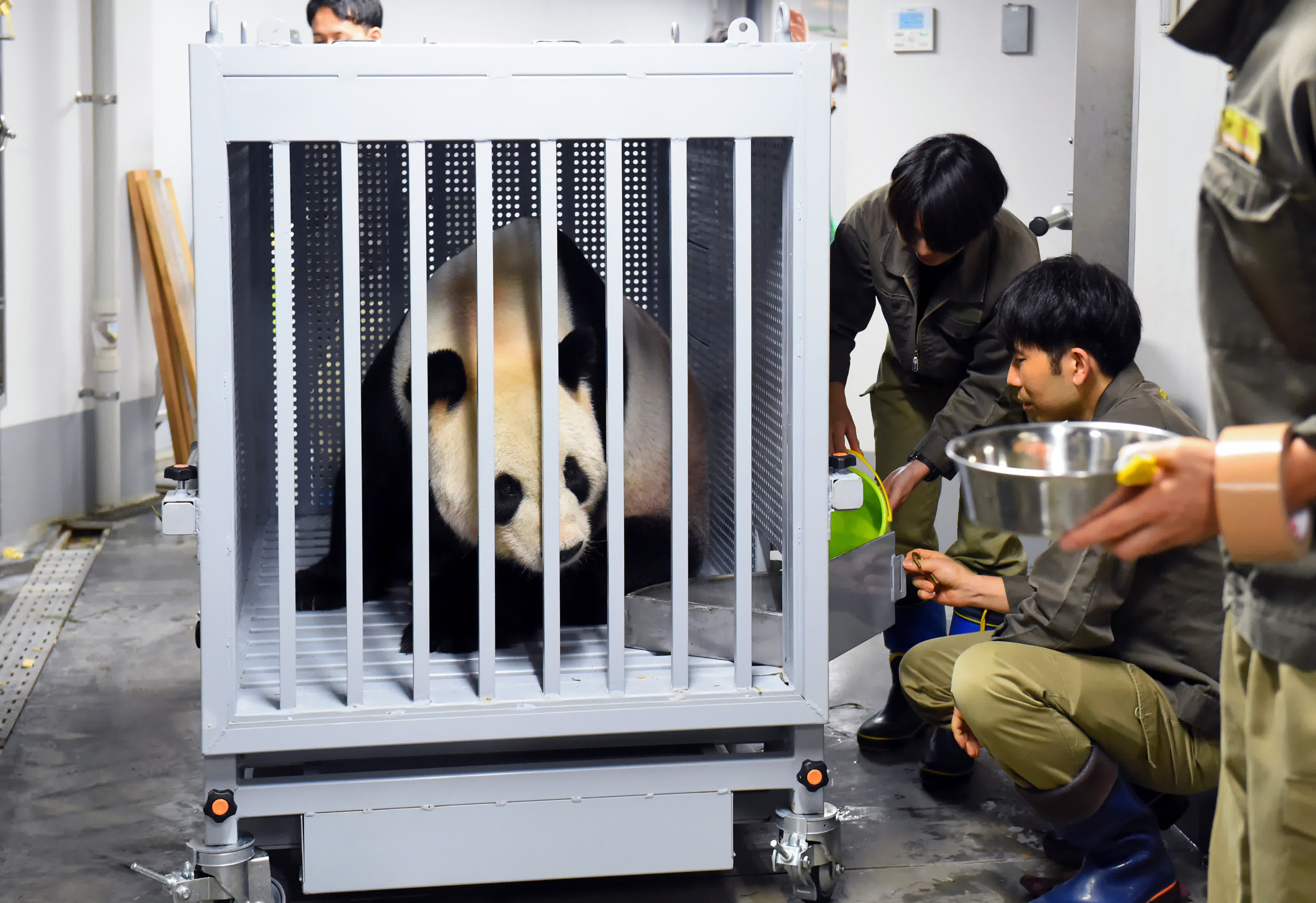 9月29日，在日本東京上野動物園，大熊貓「比力」被裝入運輸箱中。新華社發(fā)（東京動物園協(xié)會供圖）