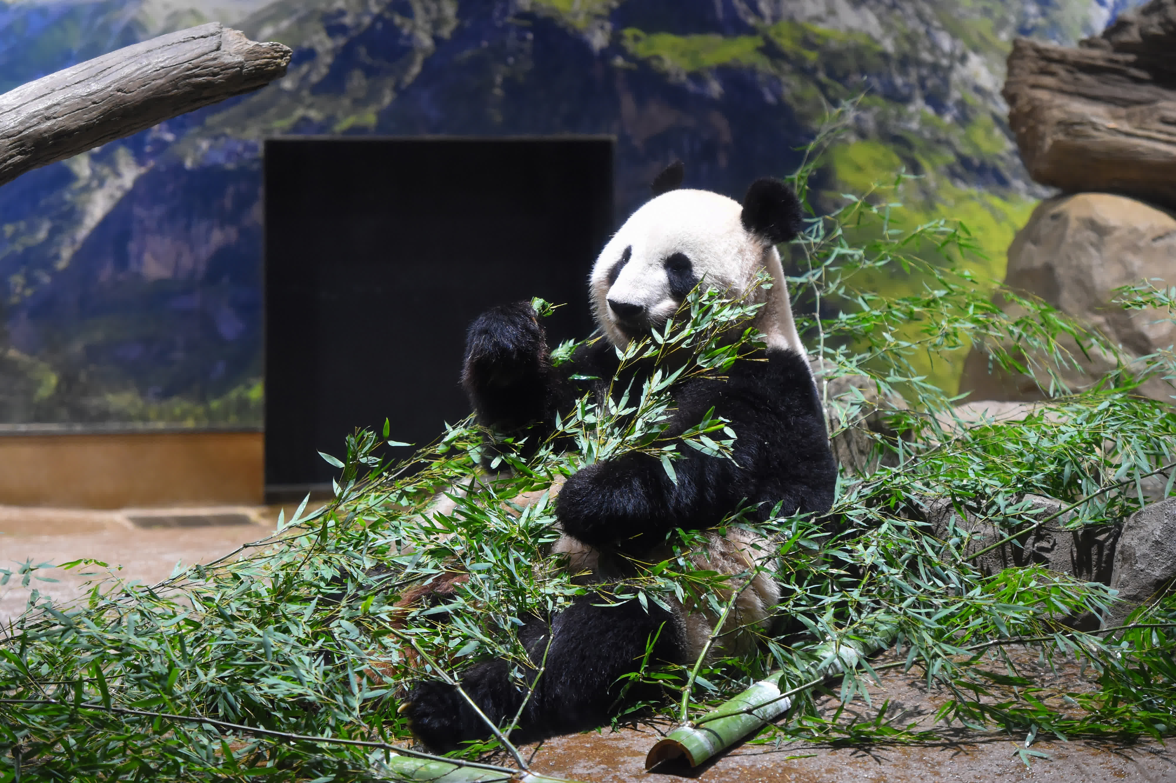 這是9月28日在日本東京上野動物園拍攝的大熊貓「仙女」。新華社發(fā)（東京動物園協(xié)會供圖）