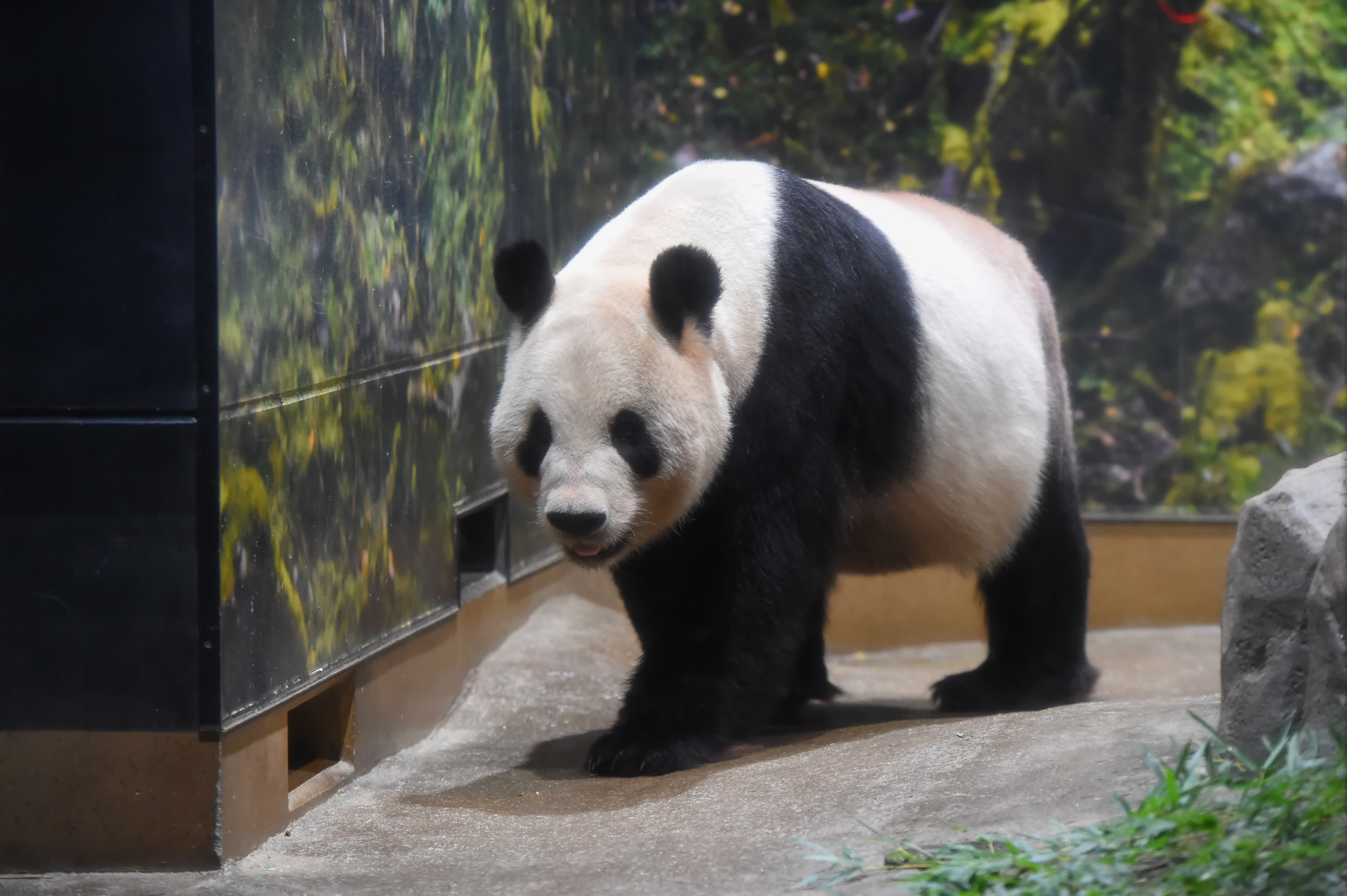 這是9月28日在日本東京上野動物園拍攝的大熊貓「比力」。新華社發(fā)（東京動物園協(xié)會供圖）