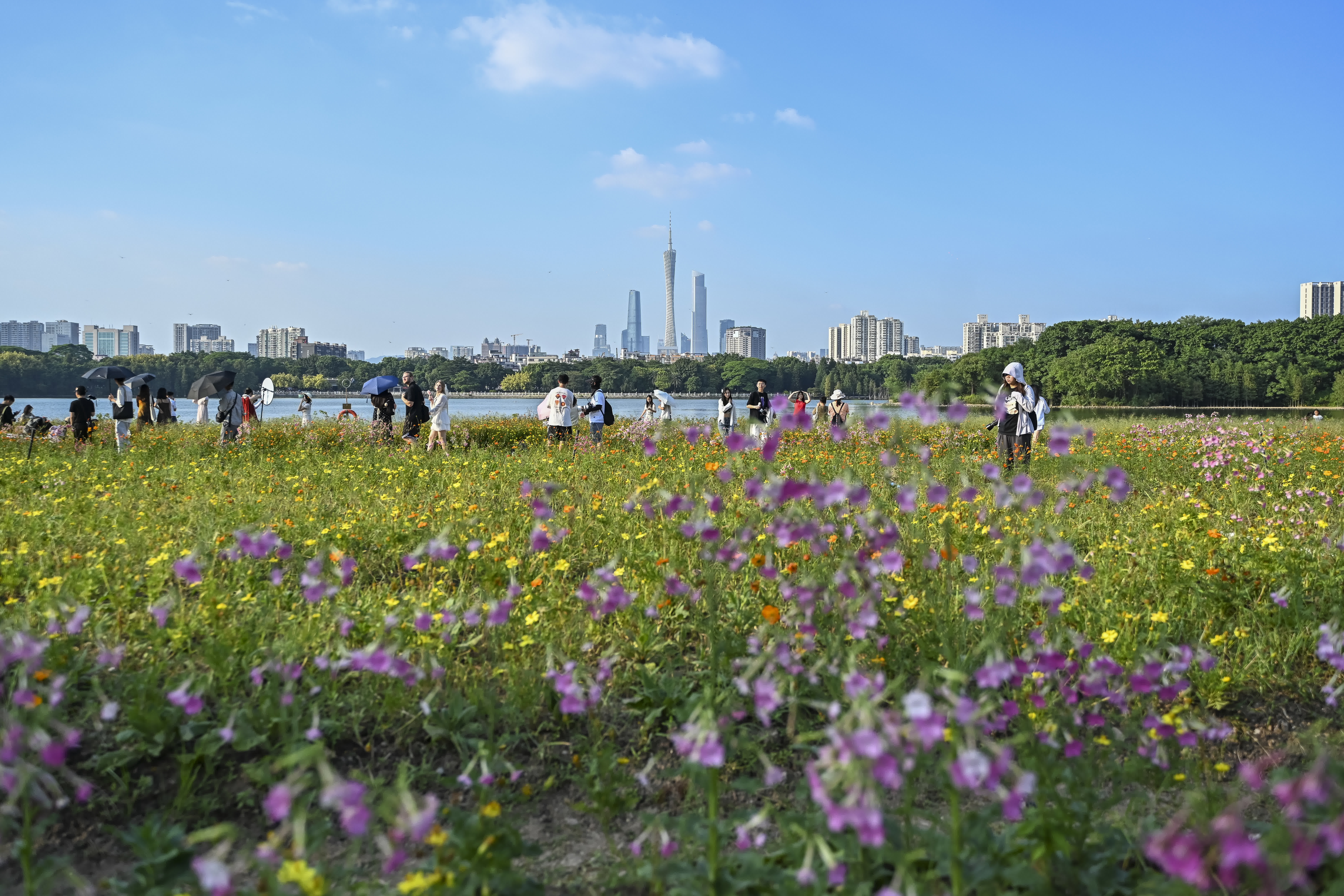 圖為遊客在花海內賞花遊玩。（中新社）