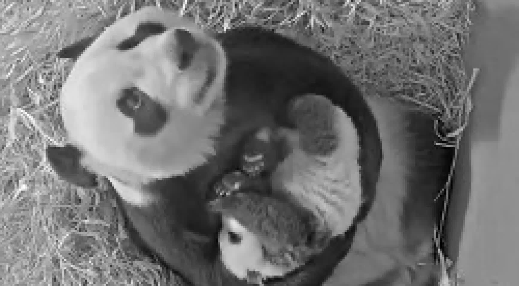 诞去世躲世百日　荷蘭動物園熊貓寶寶獲名「朗月」