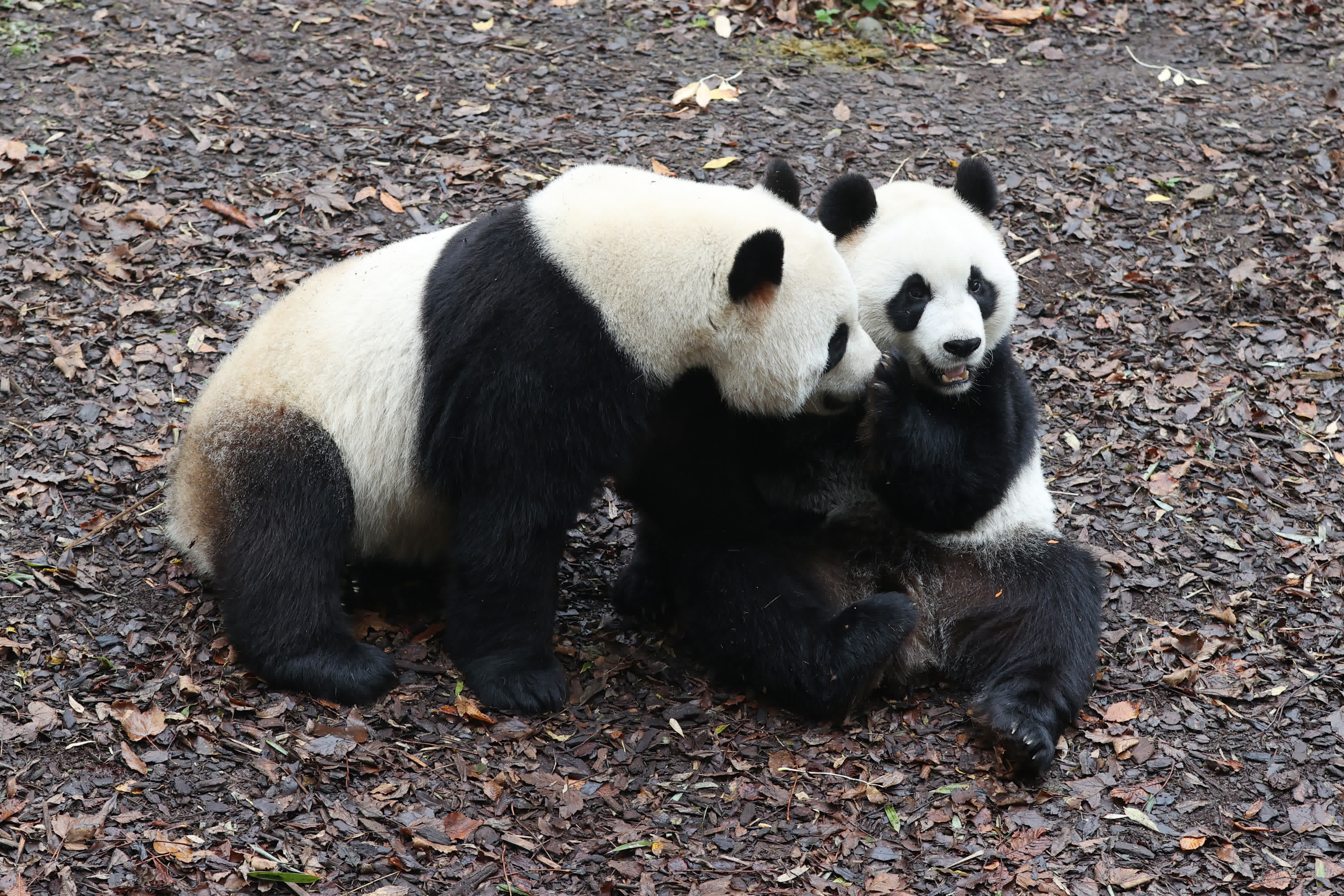 11月10日，在位於比利時(shí)布呂熱萊特的天堂動(dòng)物園，大熊貓「寶弟」（左）和「寶妹」在嬉戲。（新華社）