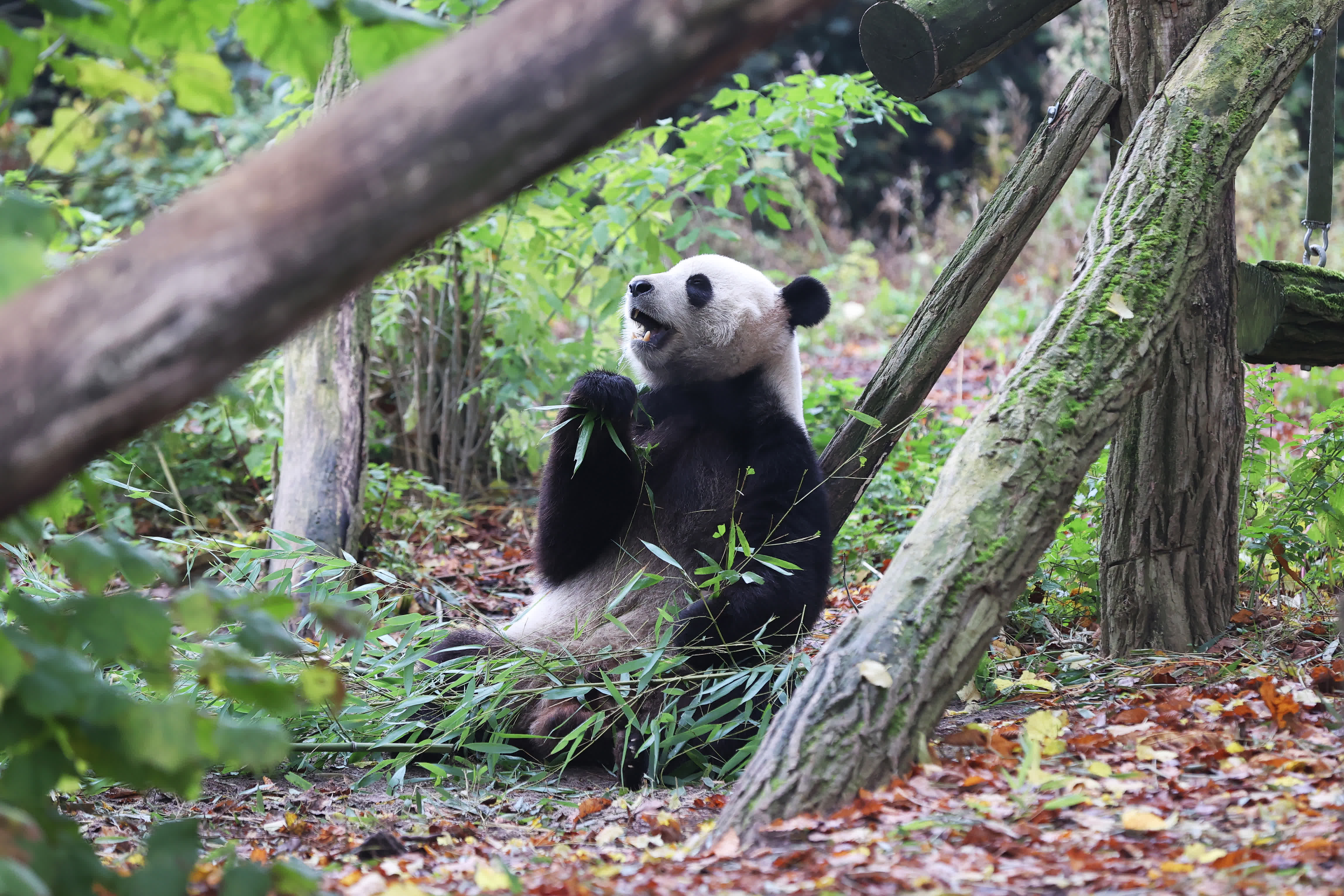 11月10日在位於比利時(shí)布呂熱萊特的天堂動(dòng)物園拍攝的大熊貓「天寶」。（新華社）