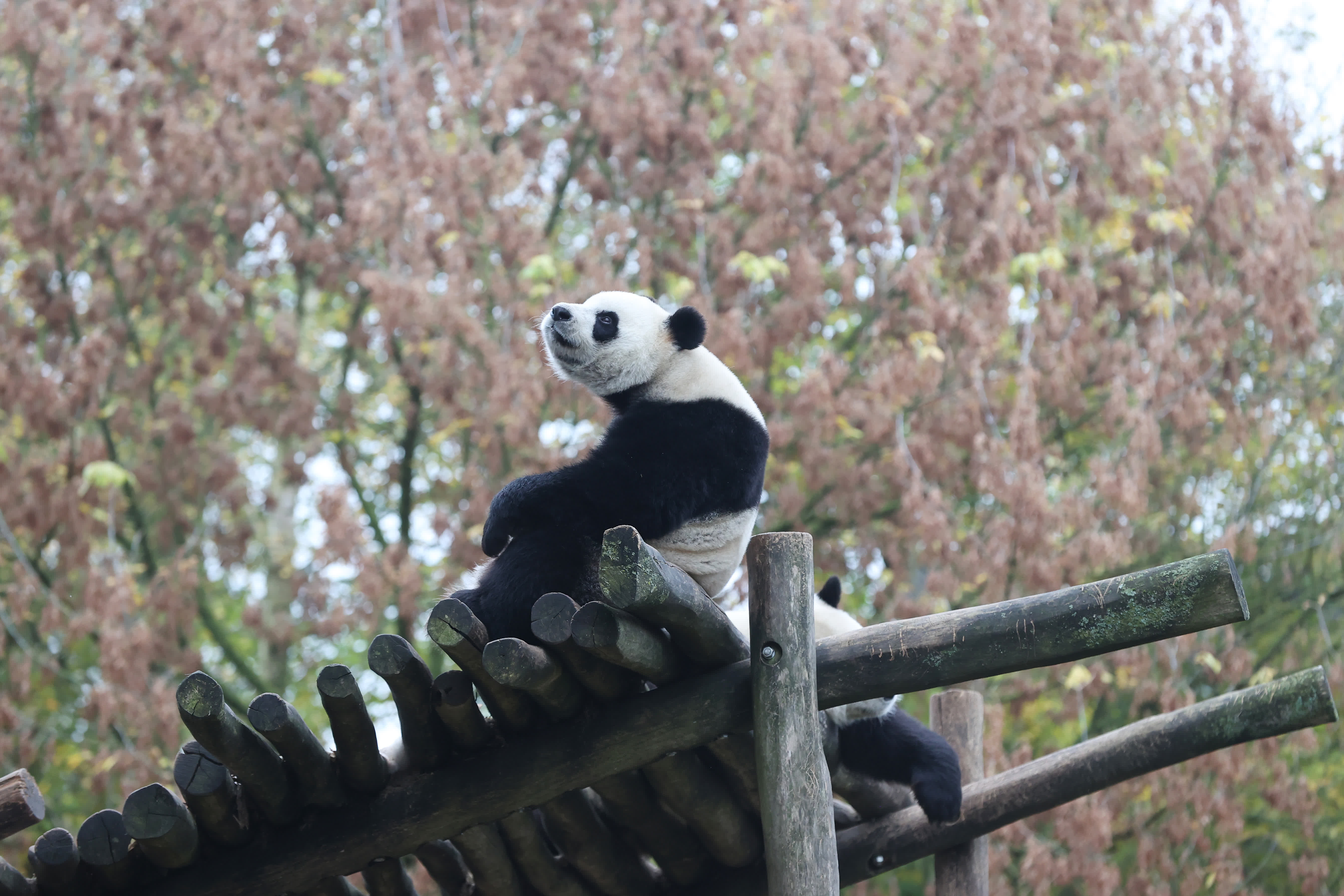 這是11月10日在位於比利時(shí)布呂熱萊特的天堂動(dòng)物園拍攝的大熊貓「寶妹」。（新華社）