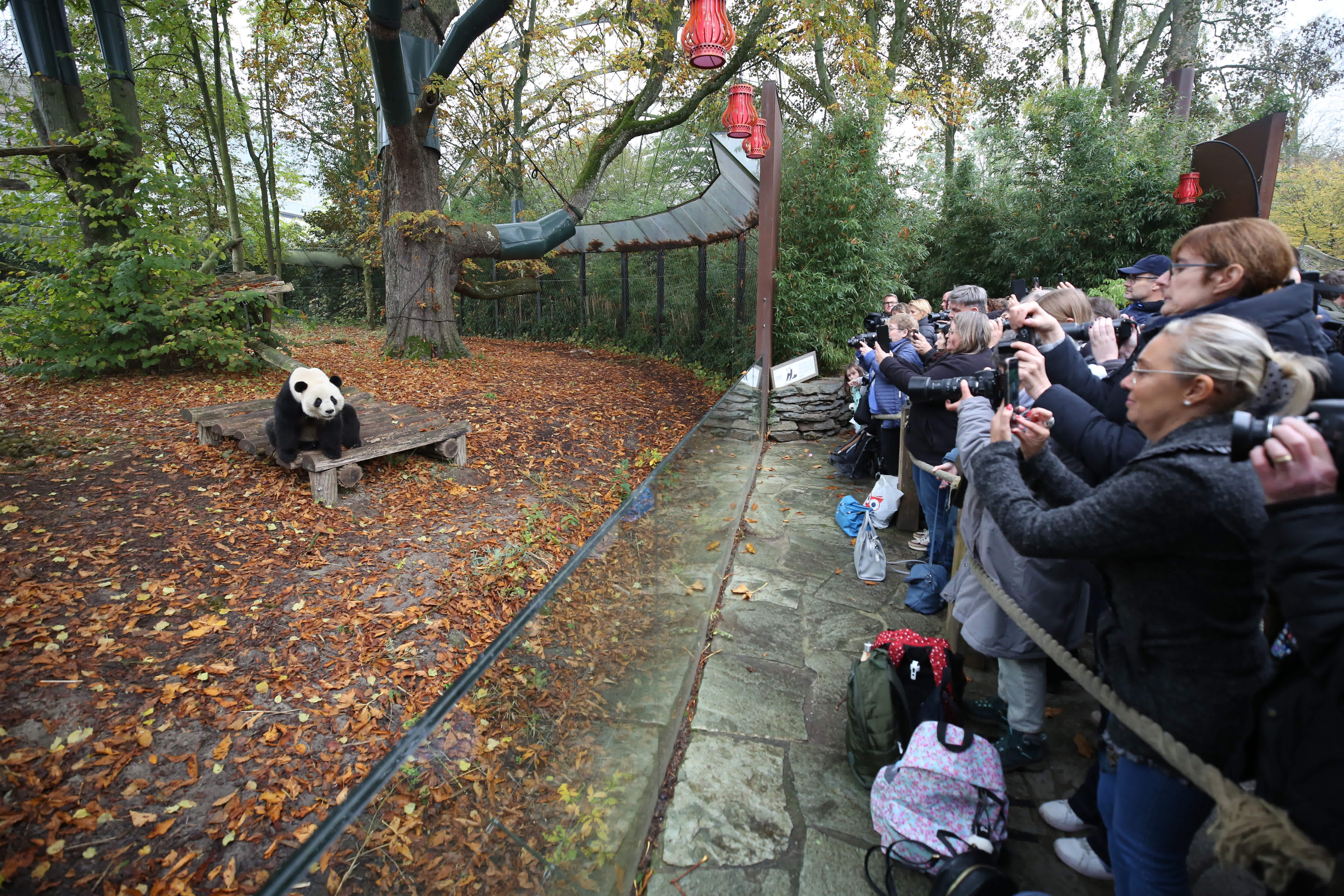 11月10日，在位於比利時(shí)布呂熱萊特的天堂動(dòng)物園，人們拍攝大熊貓「天寶」。（新華社）