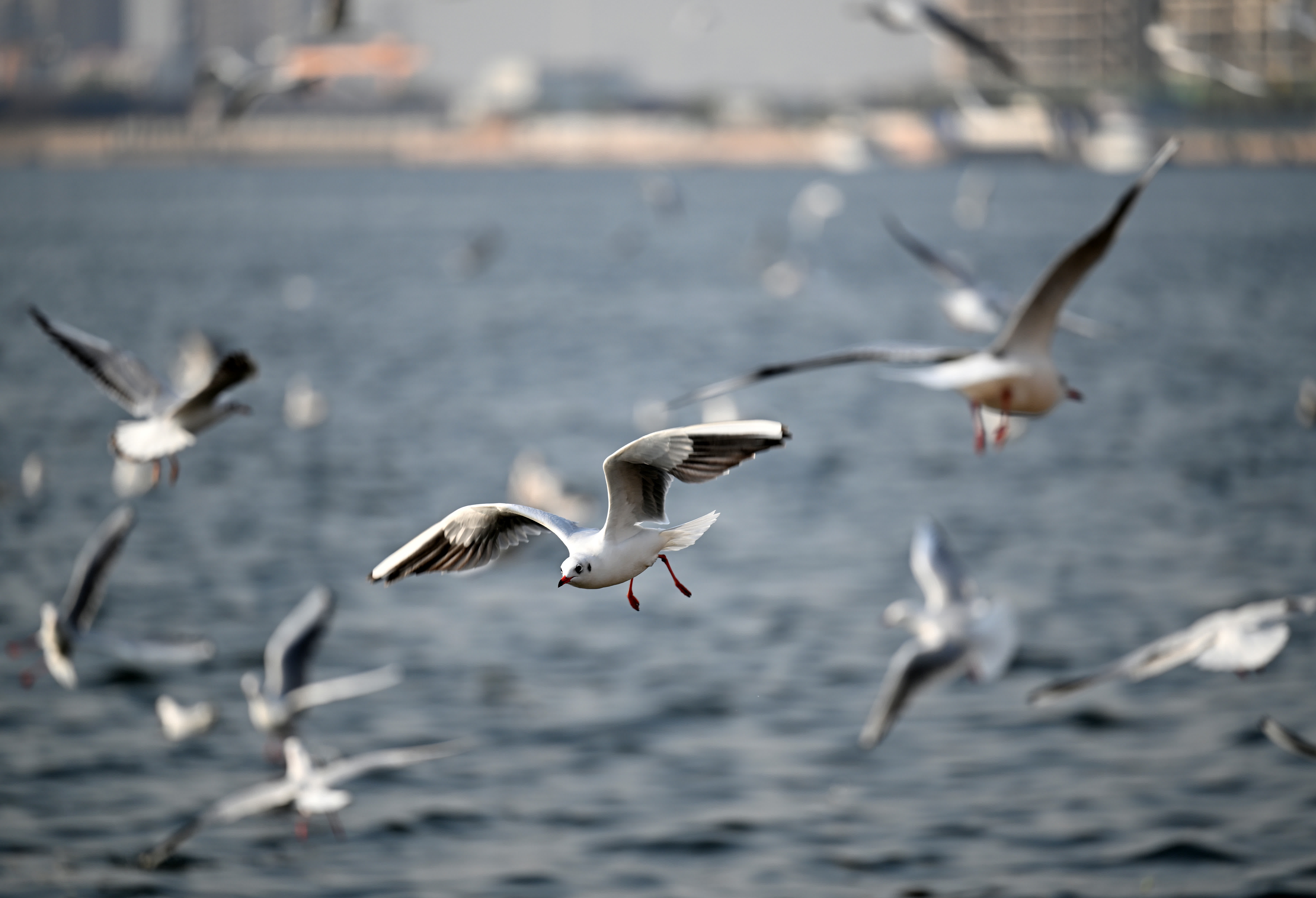 11月19日，海鷗在海河上飛翔。（新華社）