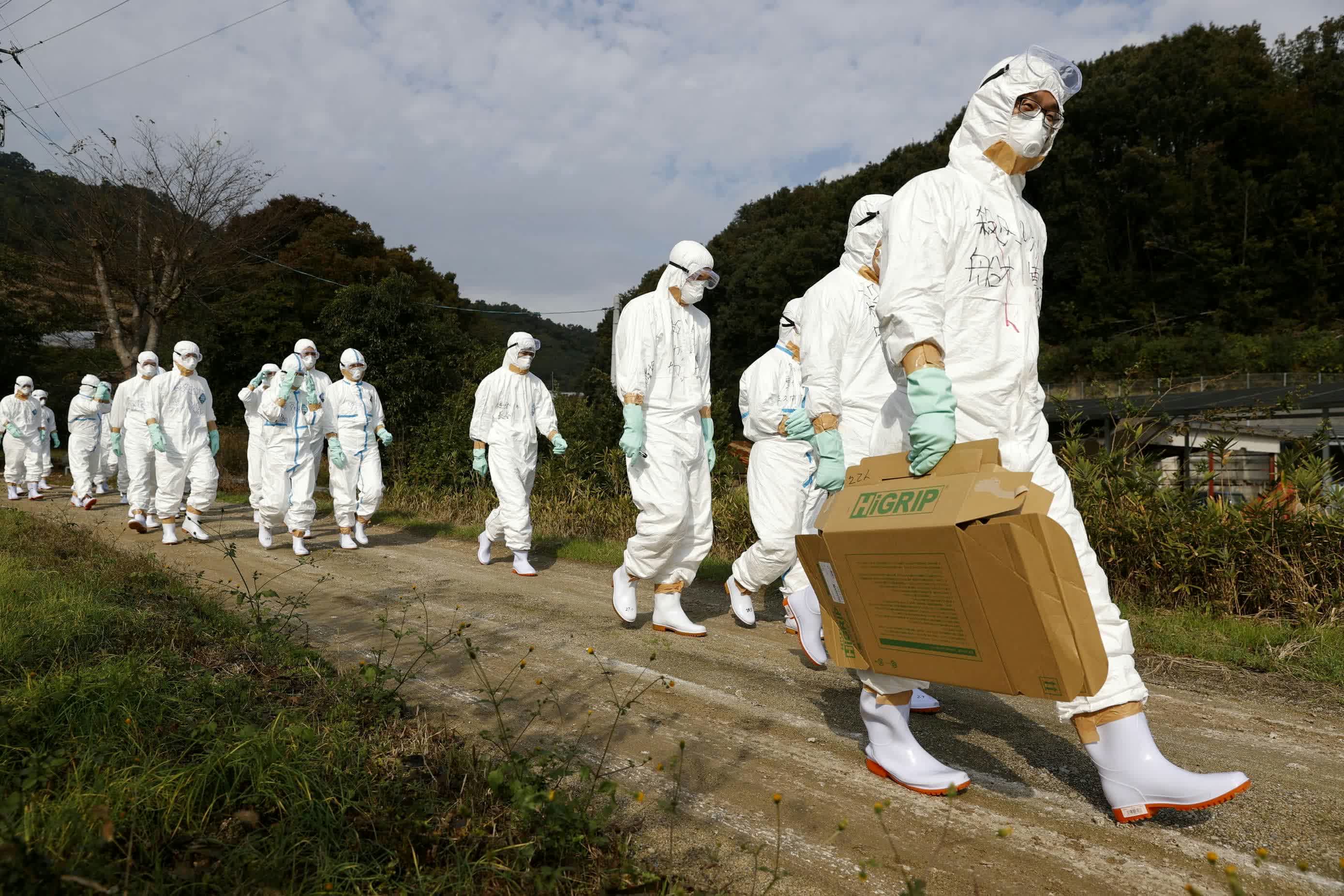 發生禽流感疫情　日本一養殖場將撲殺約110萬隻雞