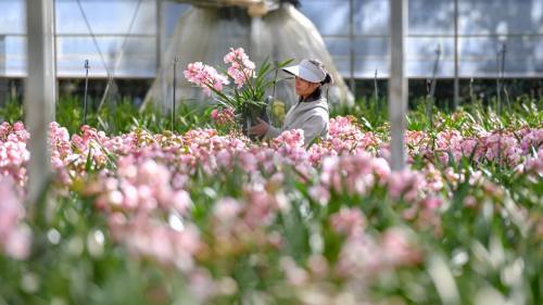 雲(yún)南迎年宵花備貨生產(chǎn)旺季