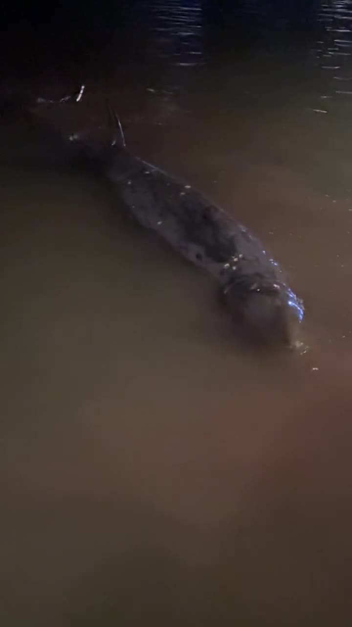 鯨魚擱淺大澳死亡屍體運抵大欖待驗死因- 香港- 香港文匯網