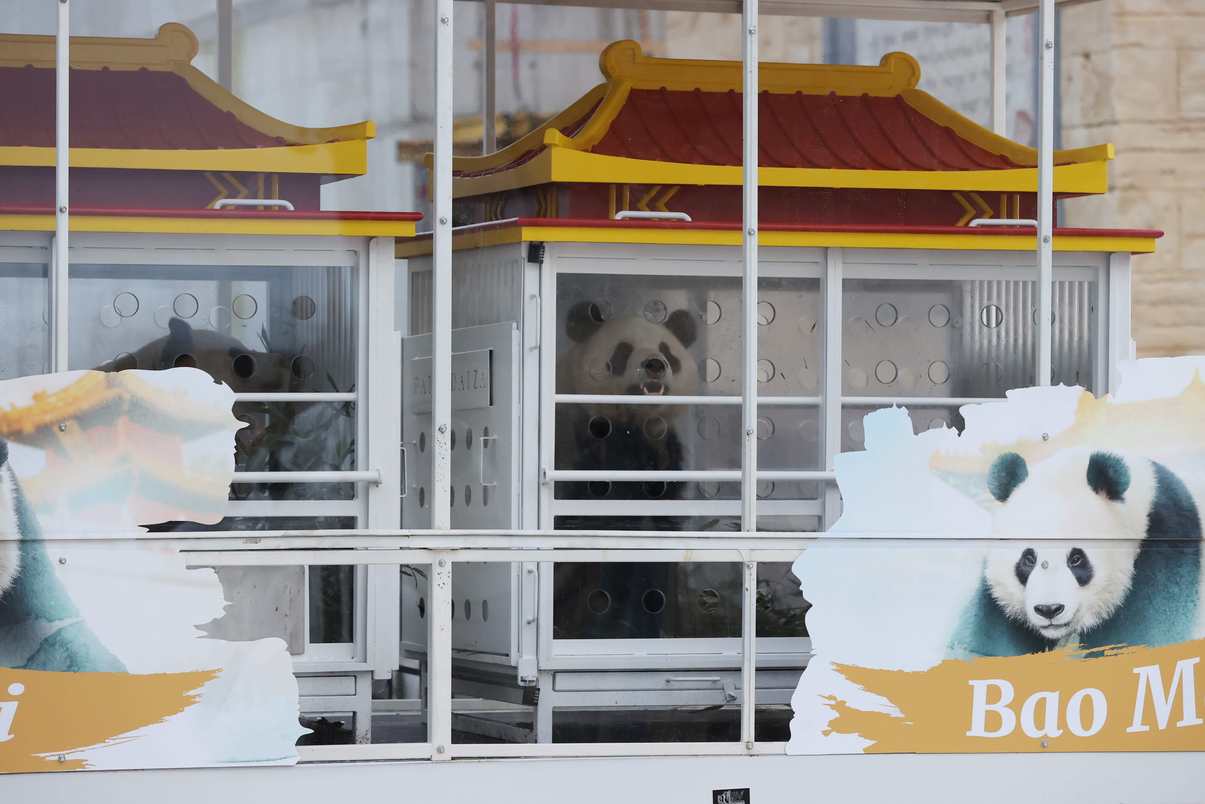 這是12月10日在比利時布呂熱萊特的天堂動物園拍攝的運輸箱中的大熊貓「寶弟」（右）和「寶妹」。（新華社）