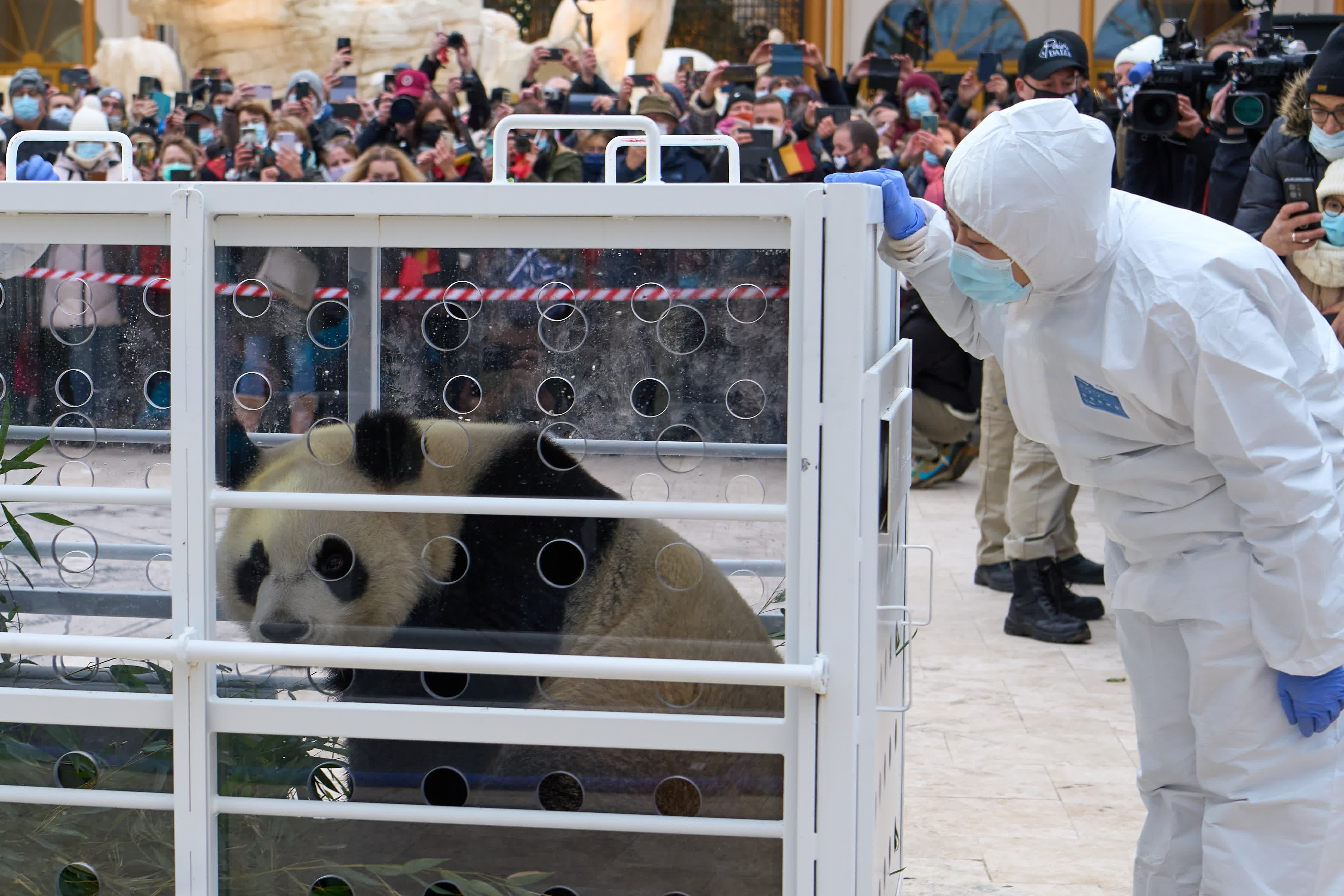 12月10日，在比利時布呂熱萊特的天堂動物園，大熊貓飼養(yǎng)員劉洋查看大熊貓「寶妹」的情況。（新華社）