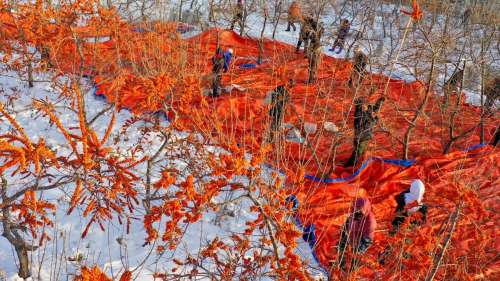 黑龍江北大荒：凍採沙棘果　雪地迎豐收