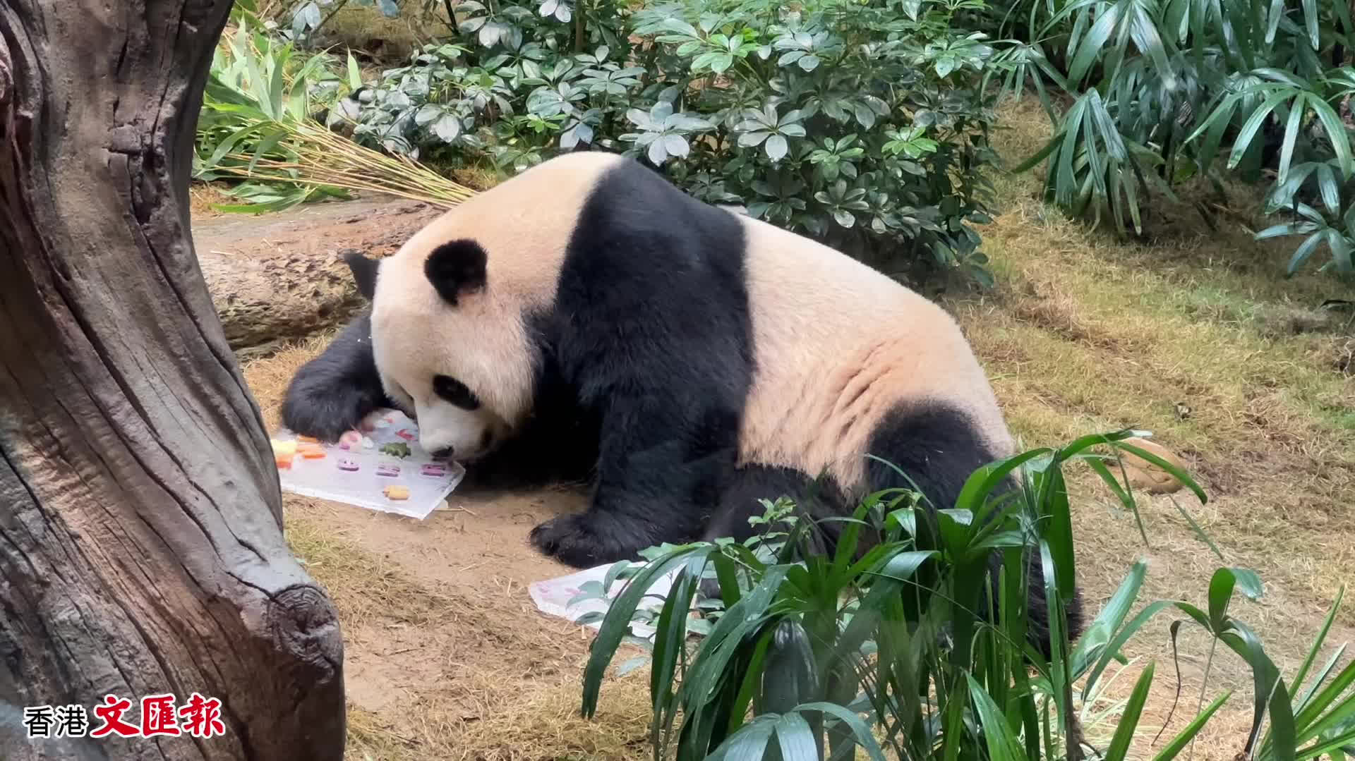 與安安可可共度在海洋公園的首個聖誕！