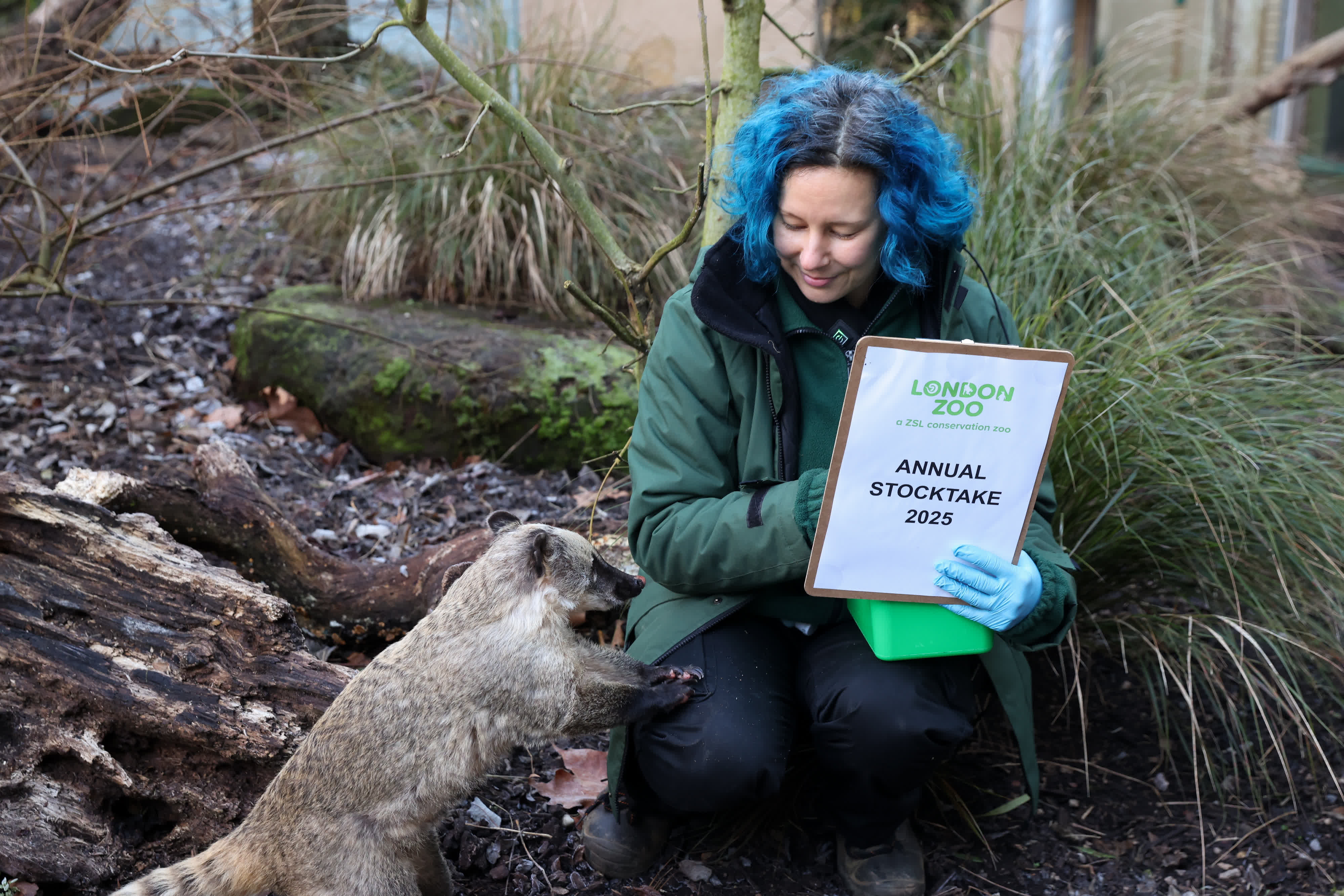  1月3日，在英國倫敦動物園，一名工作人員對長鼻浣熊進行盤點。（新華社）