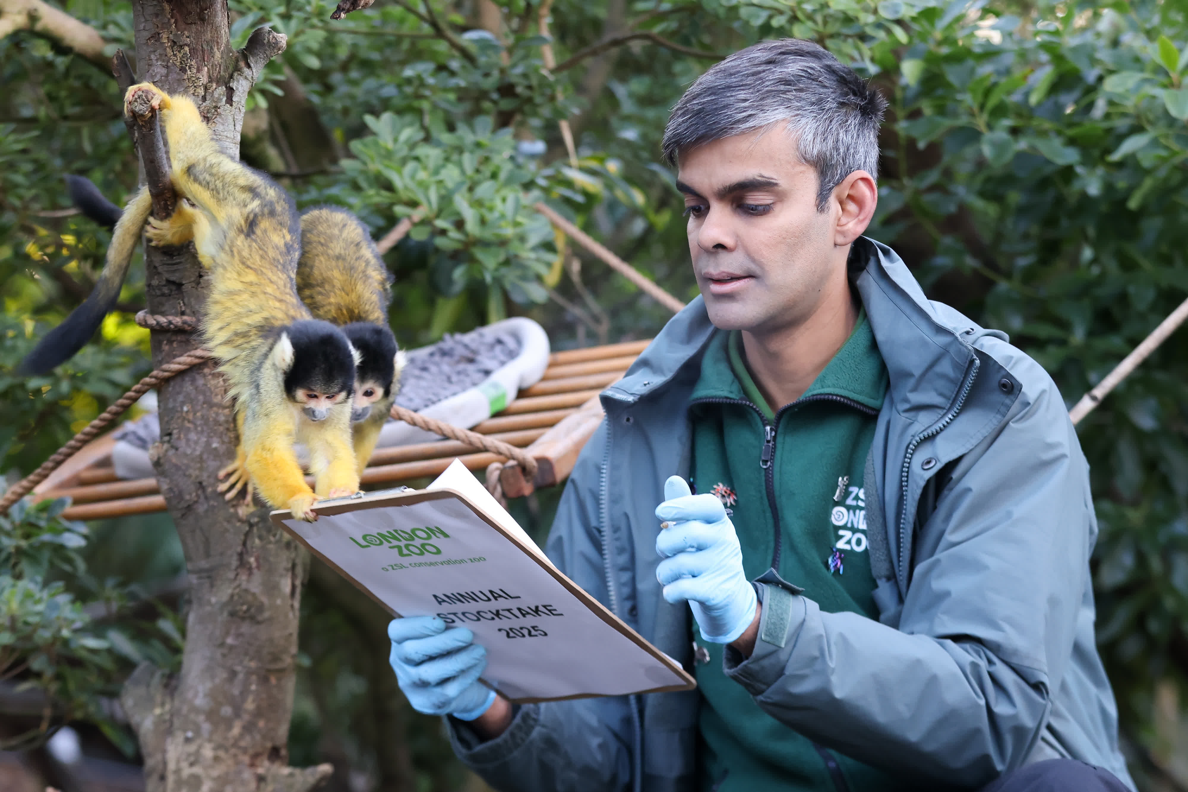  1月3日，在英國倫敦動物園，一名工作人員對松鼠猴進行盤點。（新華社）