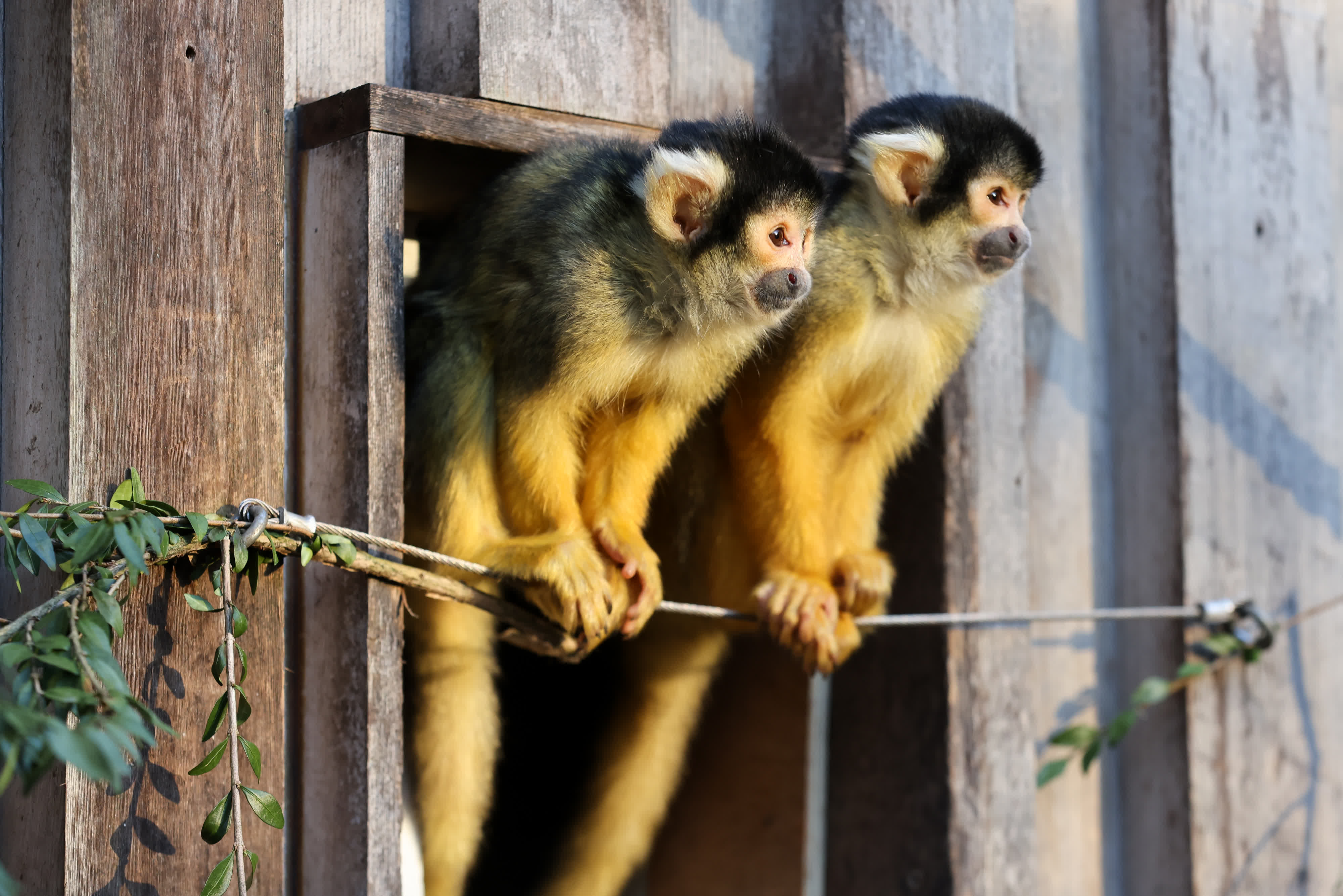  這是1月3日在英國倫敦動物園拍攝的松鼠猴。（新華社）