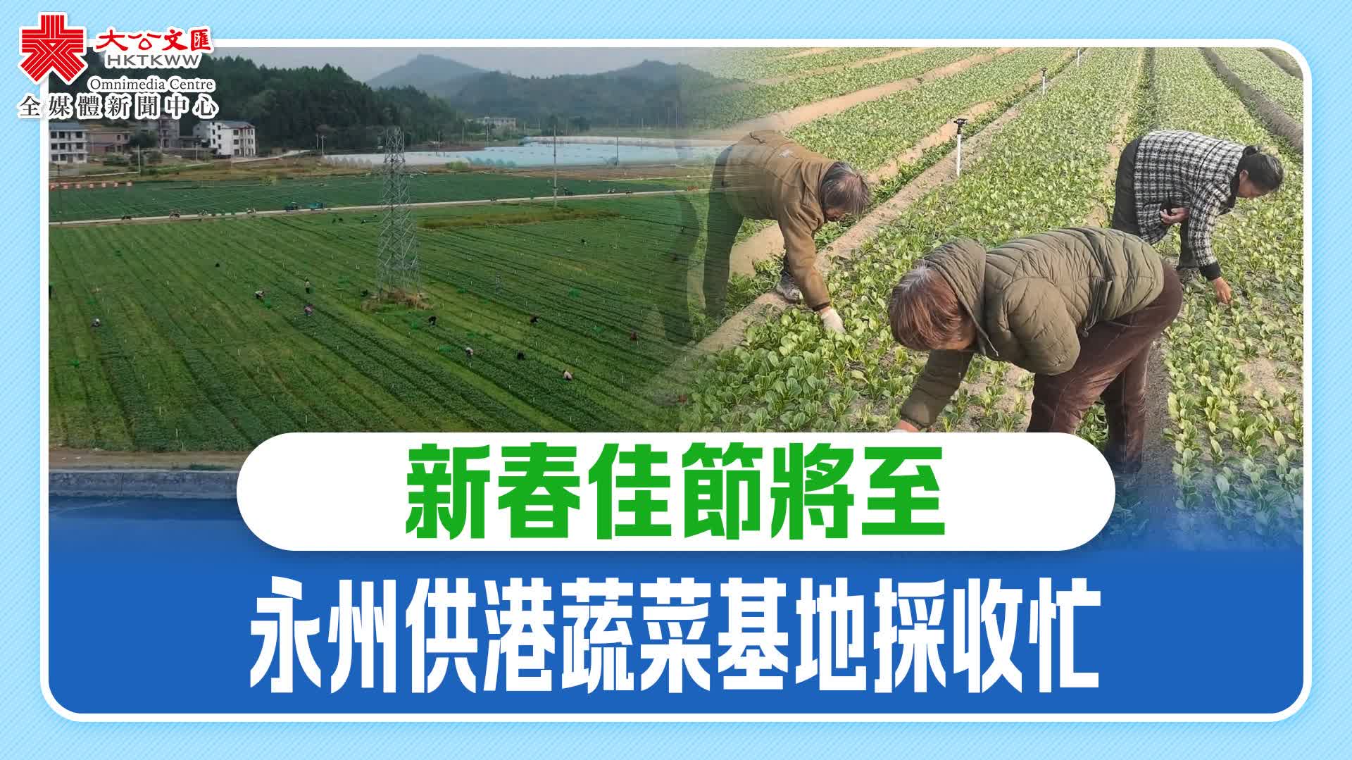 新春佳節(jié)將至　永州供港蔬菜基地採收忙