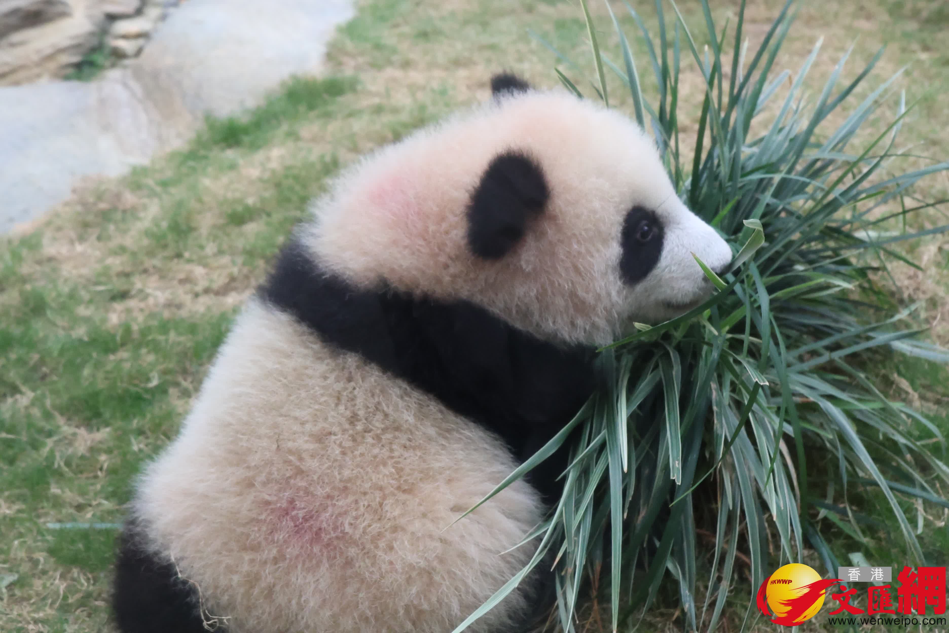海洋公園初生熊貓首次見面。（香港文匯報記者萬霜靈 攝）
