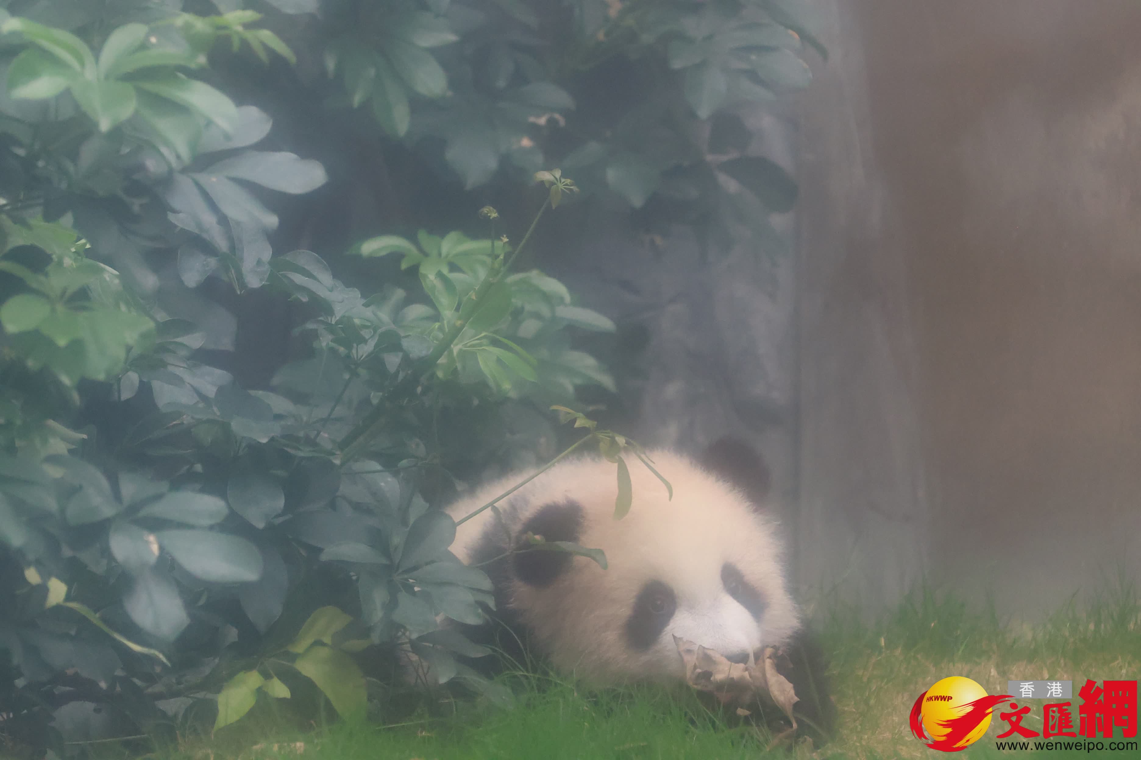 細(xì)佬在樹熊偷偷走出來。（香港文匯報記者萬霜靈 攝）