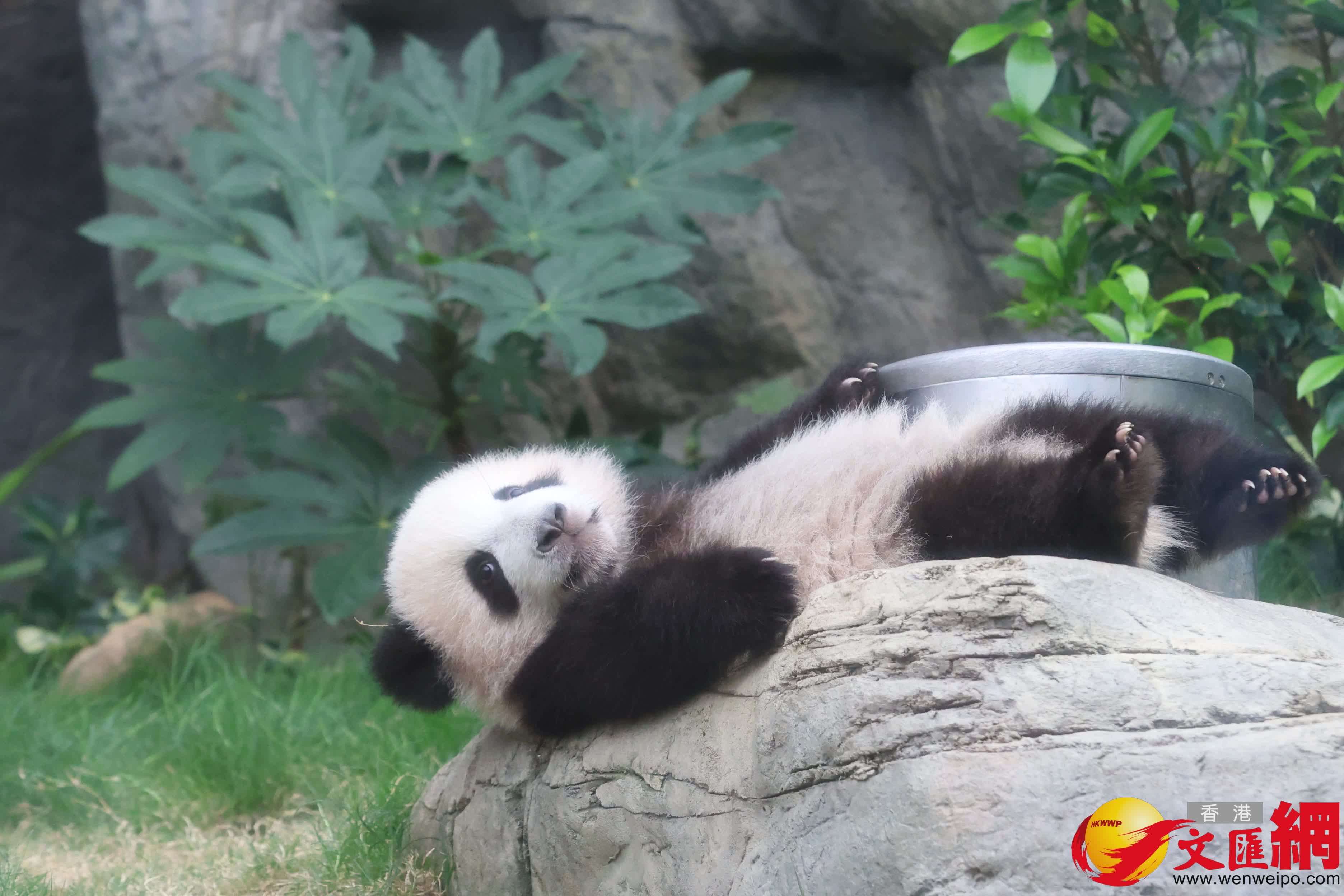 海洋公園初生熊貓首次見面。（香港文匯報記者萬霜靈 攝）